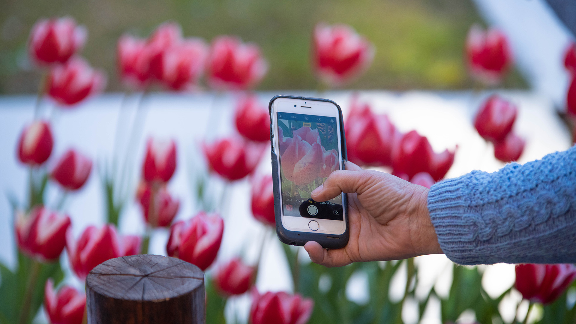 La “tulipomanía” atrae a los vecinos que se acercan a tomar sus recuerdos fotográficos