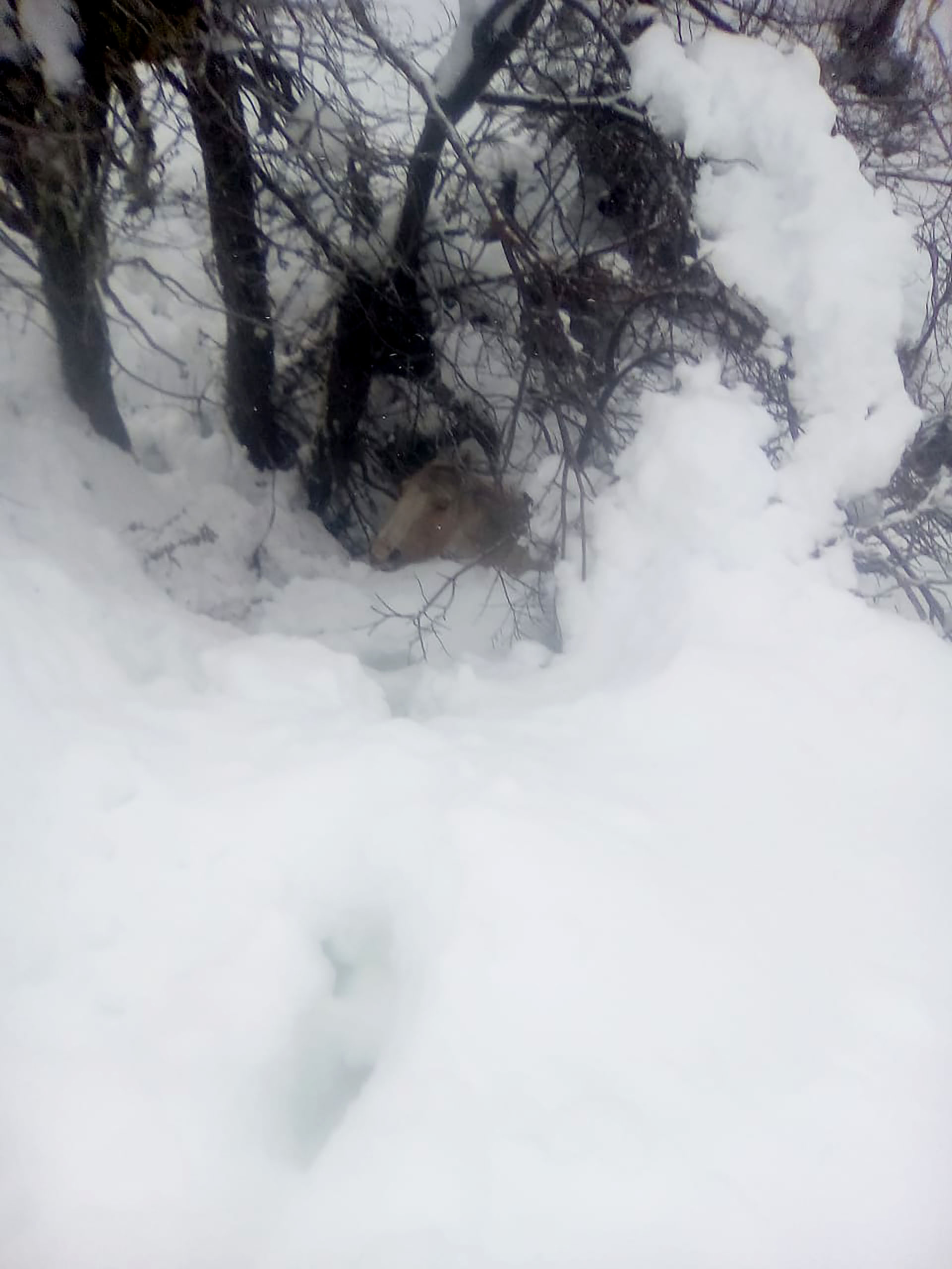 Uno de los caballos rescatados estaba enterrado en la nieve