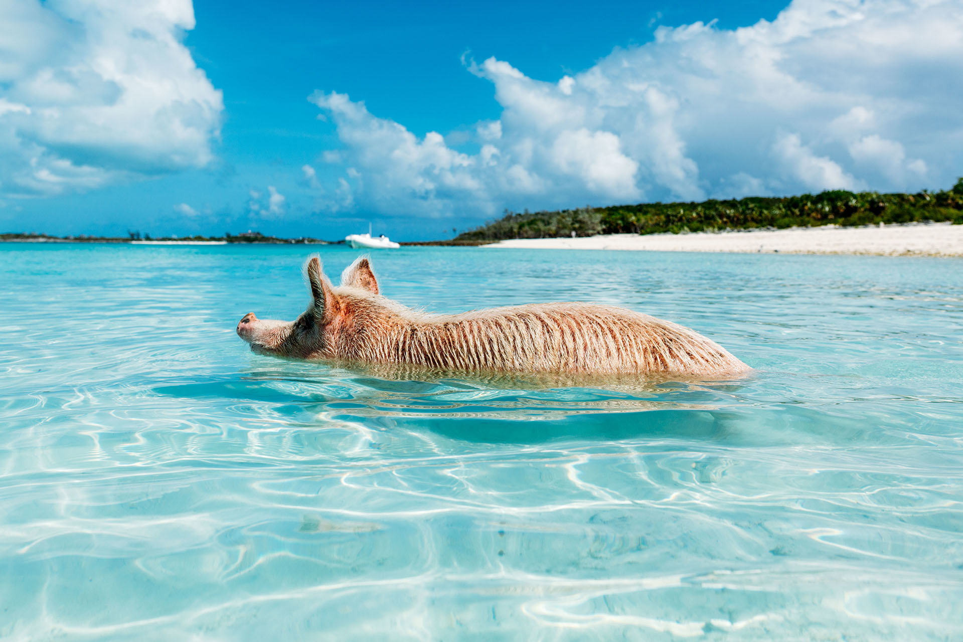 Llamada así cariñosamente, en sus playas los cerdos conviven con los que se acercan a una pequeña isla, situada en el archipiélago de las Bahamas de Exuma, en la isla de Big Major Cay