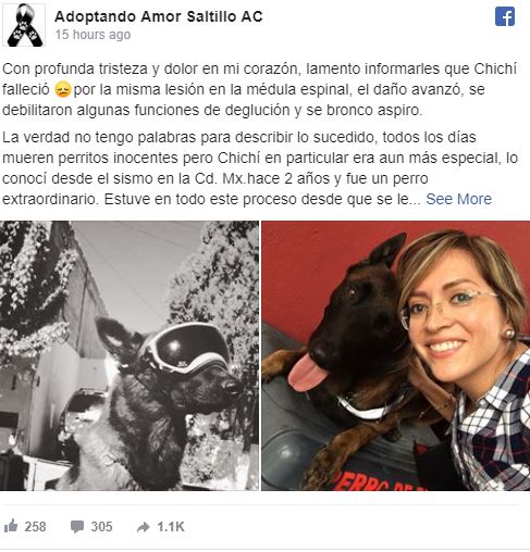 Foto: Adoptando Amor Saltillo A. C
