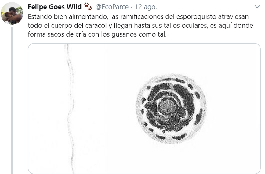 caracol zombie 3