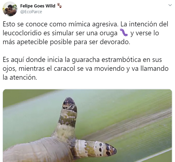 caracol zombie 6