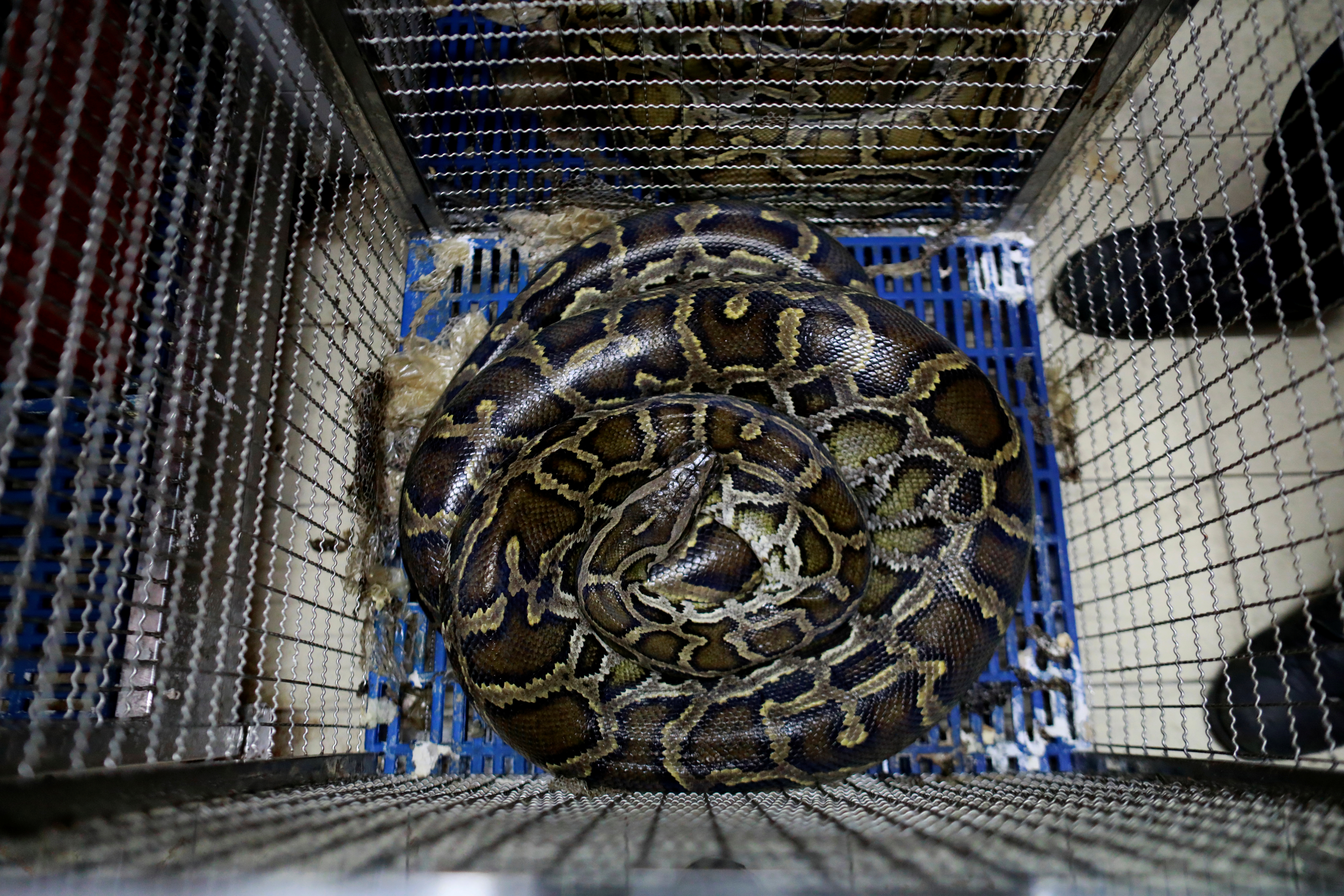 Los reptiles venenosos son llevados a un instituto especializado que extrae el veneno del animal para hacer un antídoto