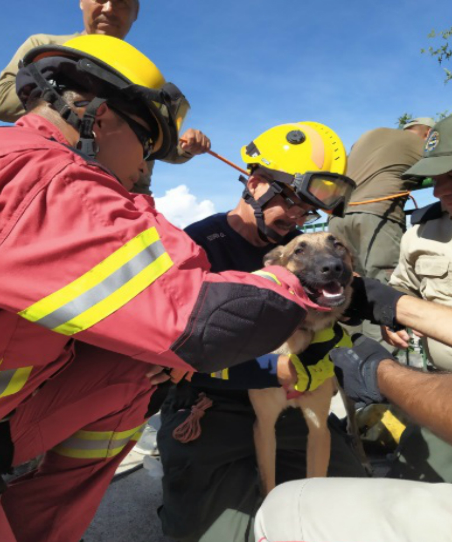 Gracias a alumnos del CUAAD, el perro pudo ser rescatado (Foto: Twitter)