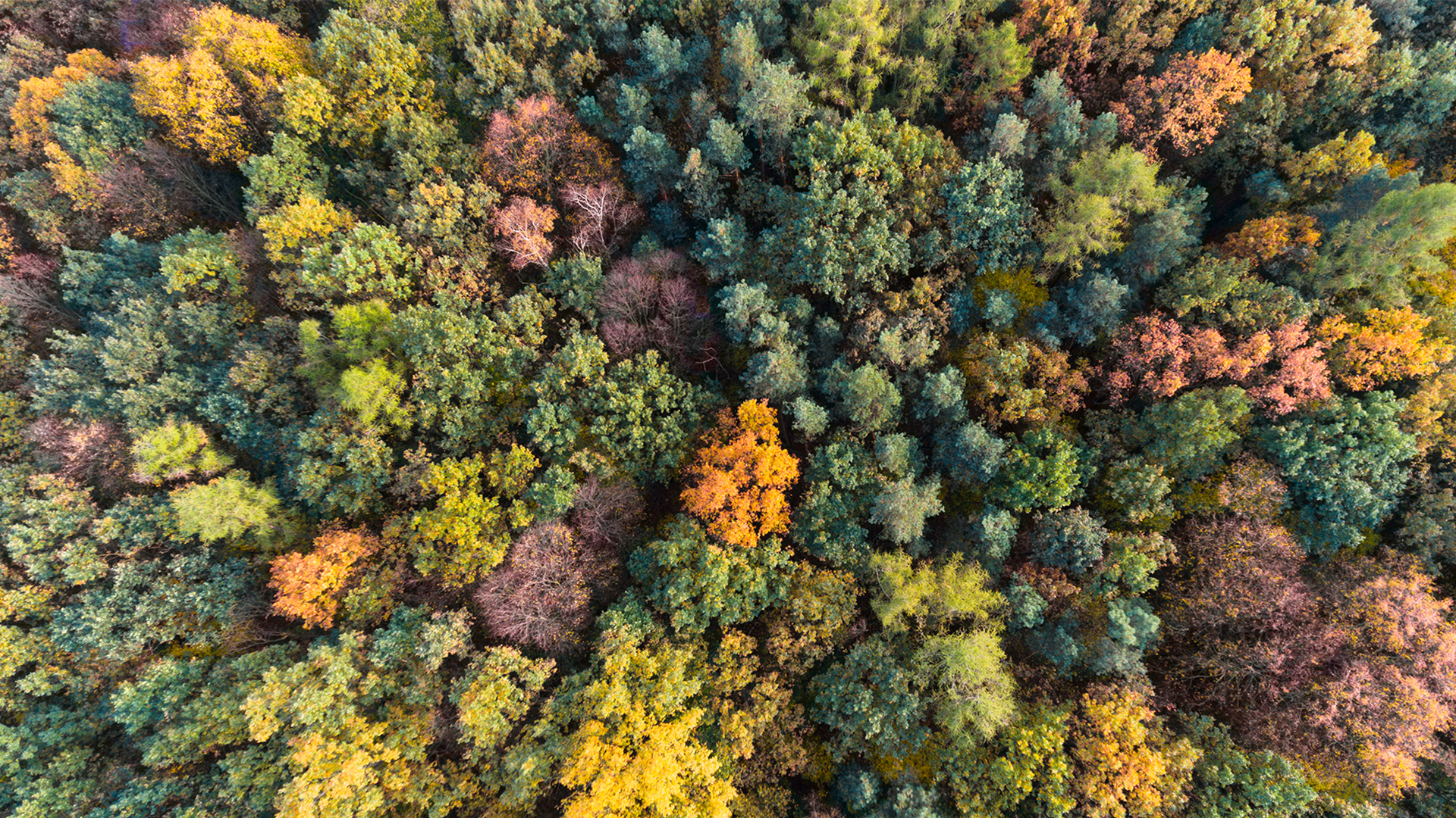 Los bosques regulan el clima, reducen la velocidad del viento y la contaminación sonora (Shutterstock)