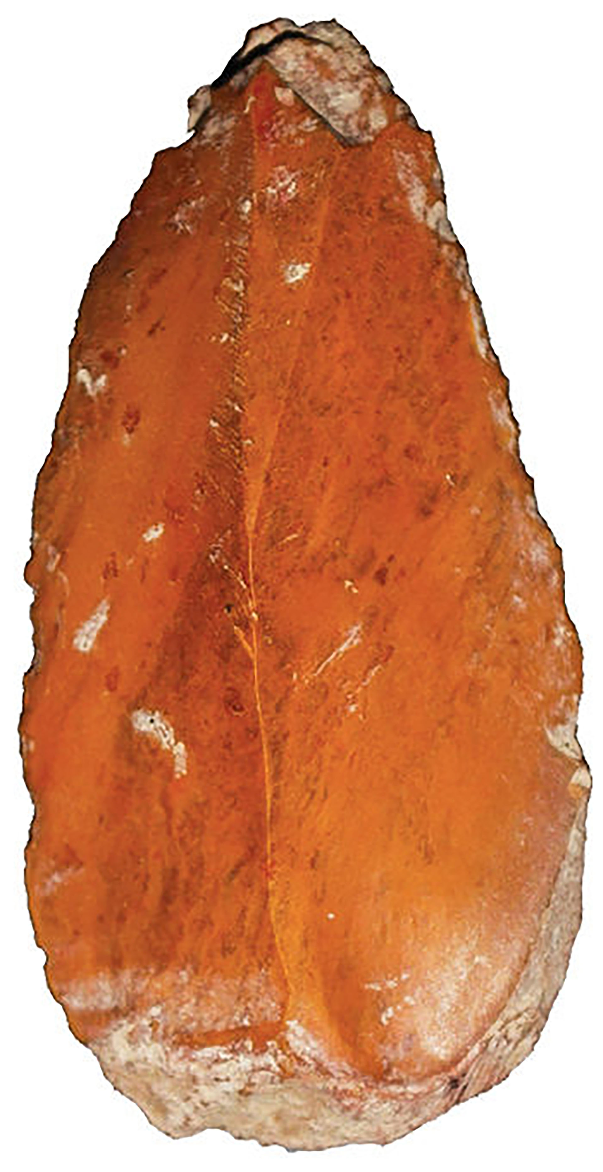 Una punta de flecha hecha de piedra, hallazgo clave (Loren Davis)