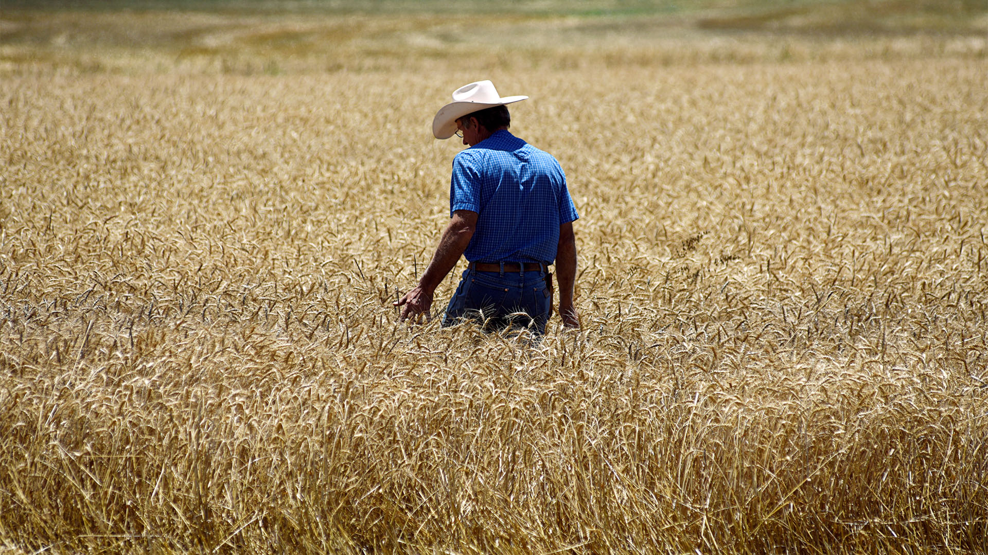 El granjero Kenton Gossen observa su campo de trigo durante la cosecha de trigo en Corn, Oklahoma, el 12 de junio de 2019 (REUTERS/Nick Oxford/File Photo)