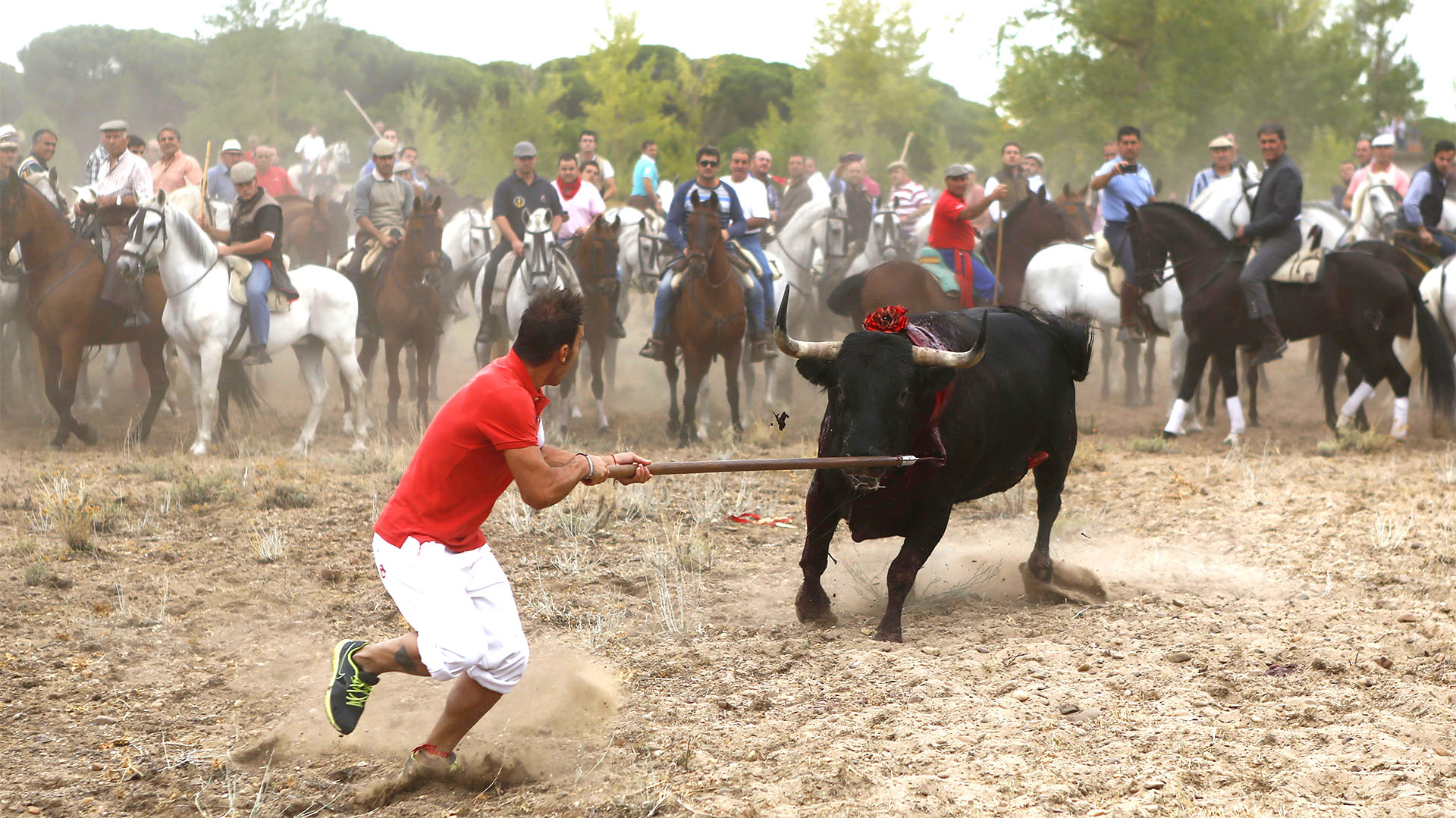 En el torneo Toro de la Vega, que se celebra en Tordesillas, el objetivo es matar al animal. El que lo logra, se lleva los testículos y el rabo. (Shutterstock). Hace tres años que esta celebración está prohibida.