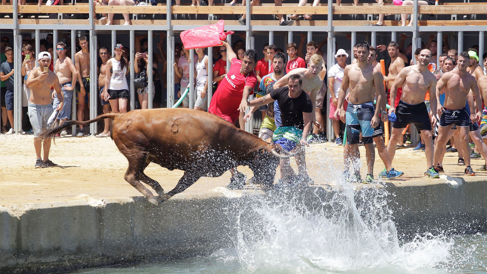 El Bous a la mar, en Denia (Alicante) consiste en engañar al toro para que caiga al mar (REUTERS)