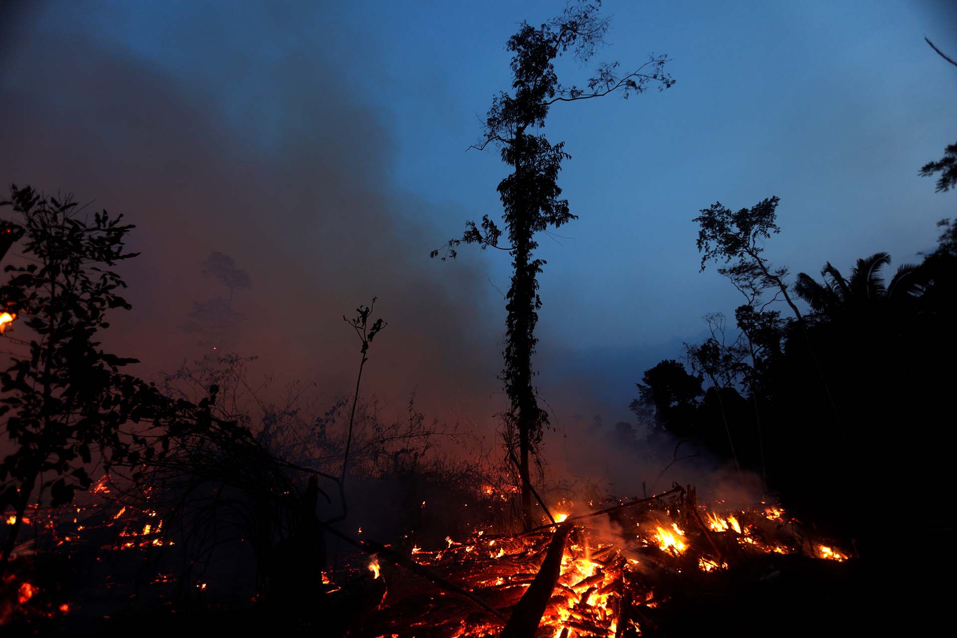 En los últimos 33 años, el Amazonas perdió 47 millones de hectáreas