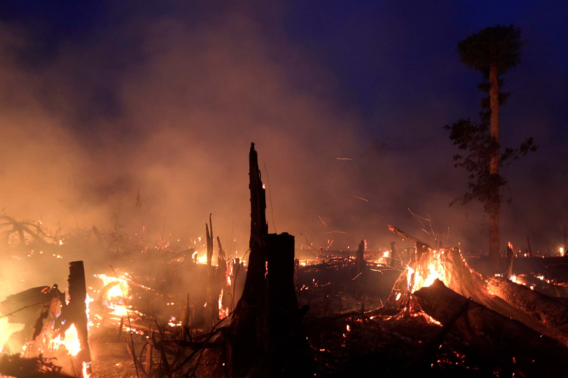 Miles de árboles quedaron destruidos por el fuego