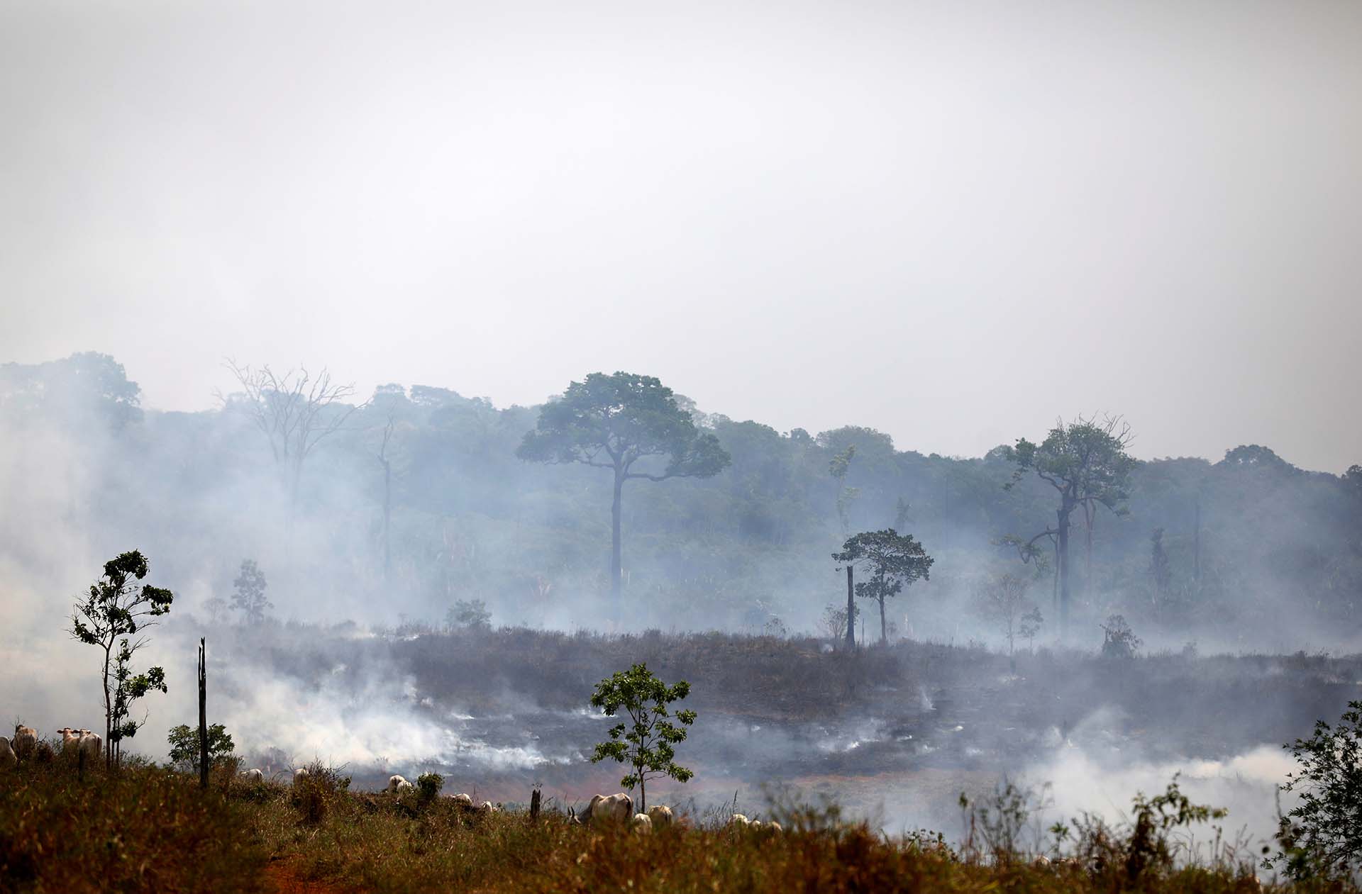 Una parte de la selva en Apui, estado de Amazonas, quedó cubierta de cenizas