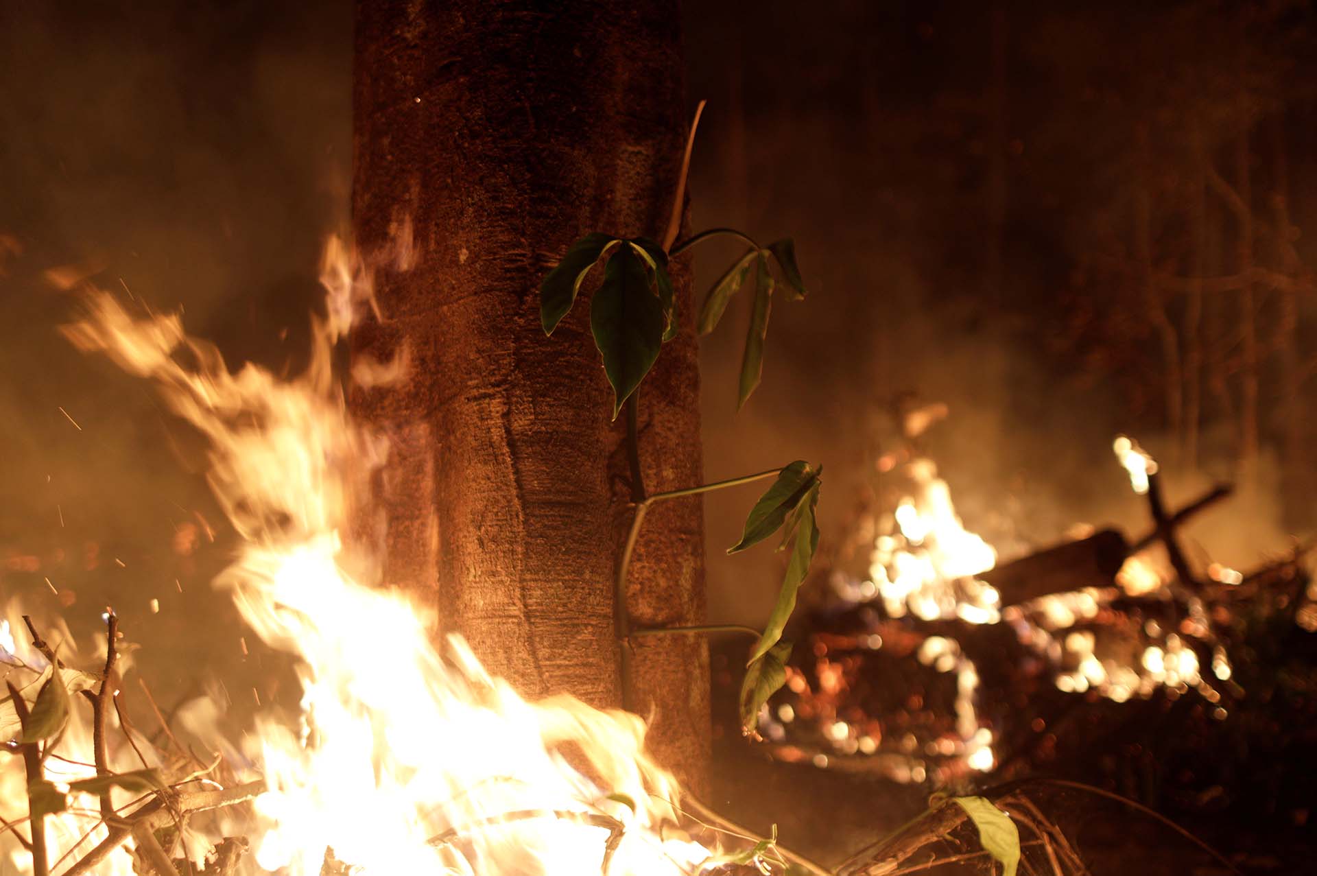Miles de árboles fueron quemados por los intensos incendios