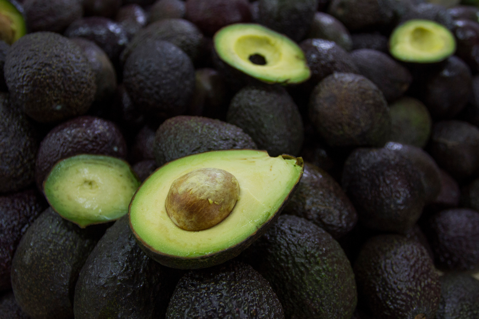 El Aguacate es uno de los principales exportaciones de México hacia EEUU(Foto: Cuartoscuro)