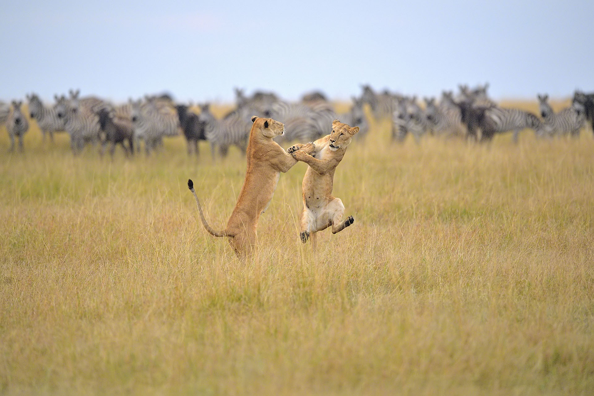 (Adwait Aphale/ The Comedy Wildlife Photography Awards 2019)