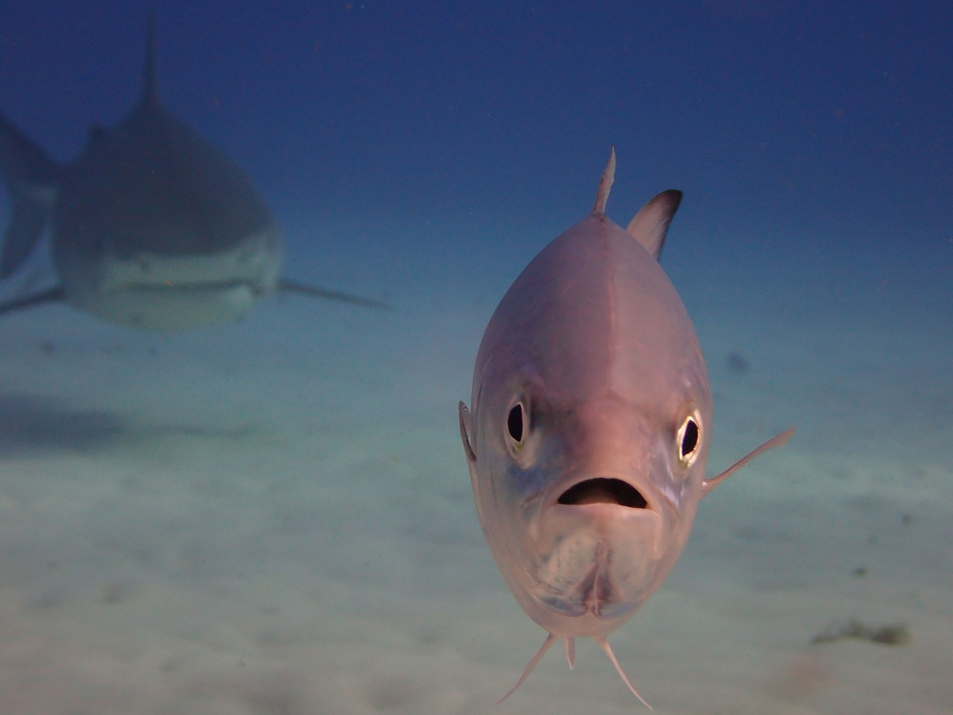 (Anthony N Petrovich/ The Comedy Wildlife Photography Awards 2019)