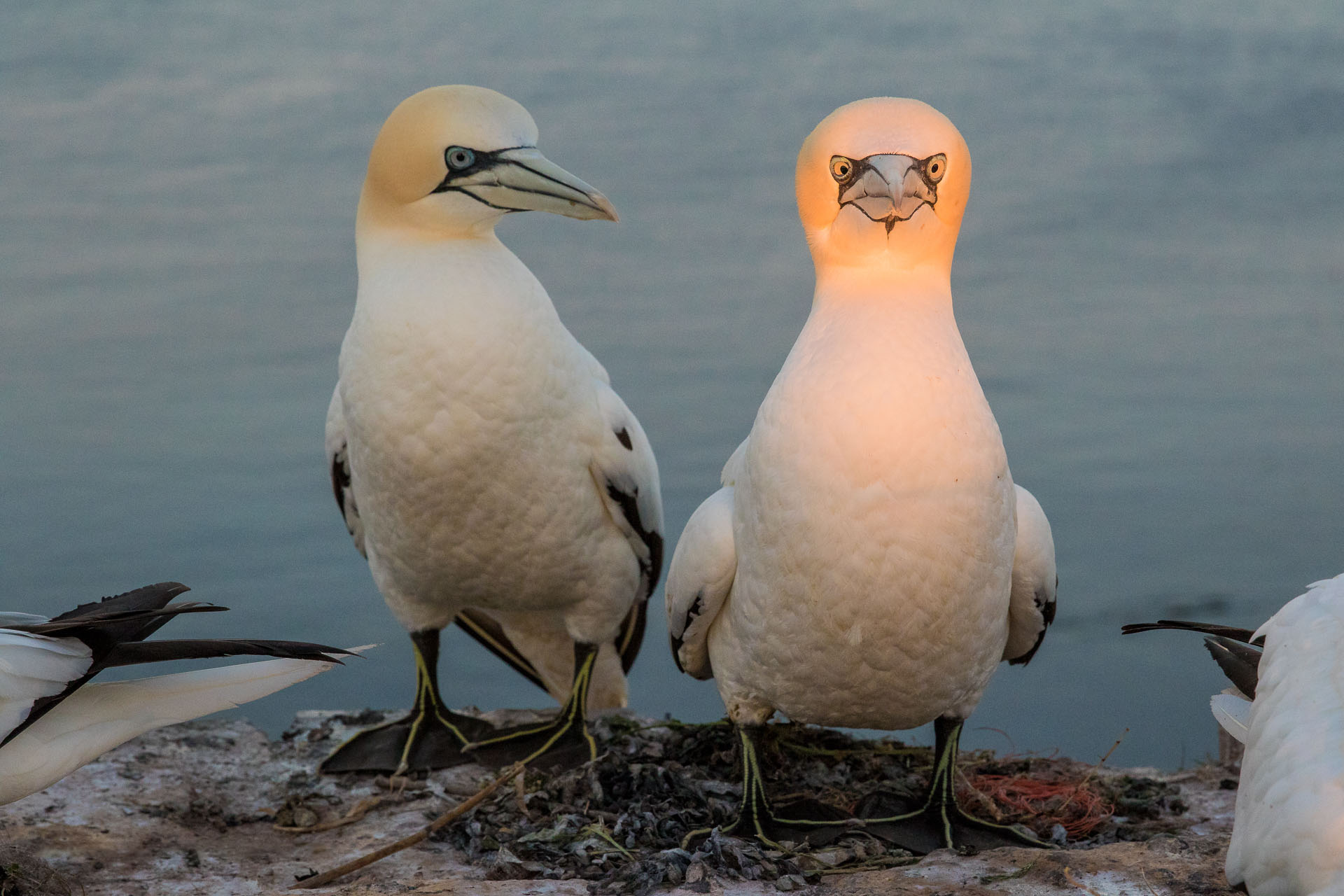 (Co Grift/ The Comedy Wildlife Photography Awards 2019)