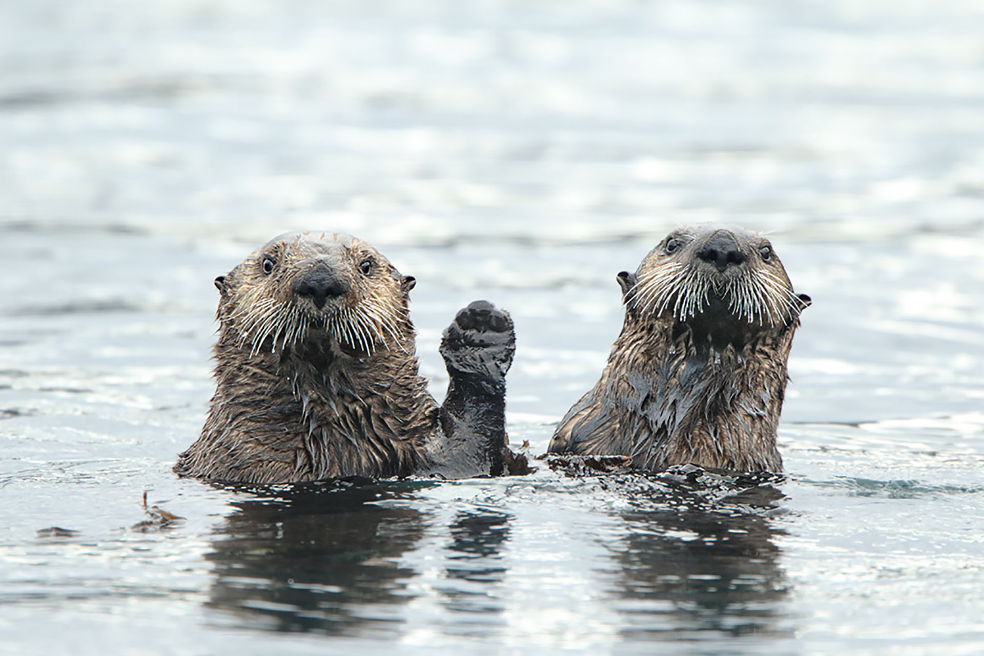 (Donna Bourdon/ The Comedy Wildlife Photography Awards 2019)