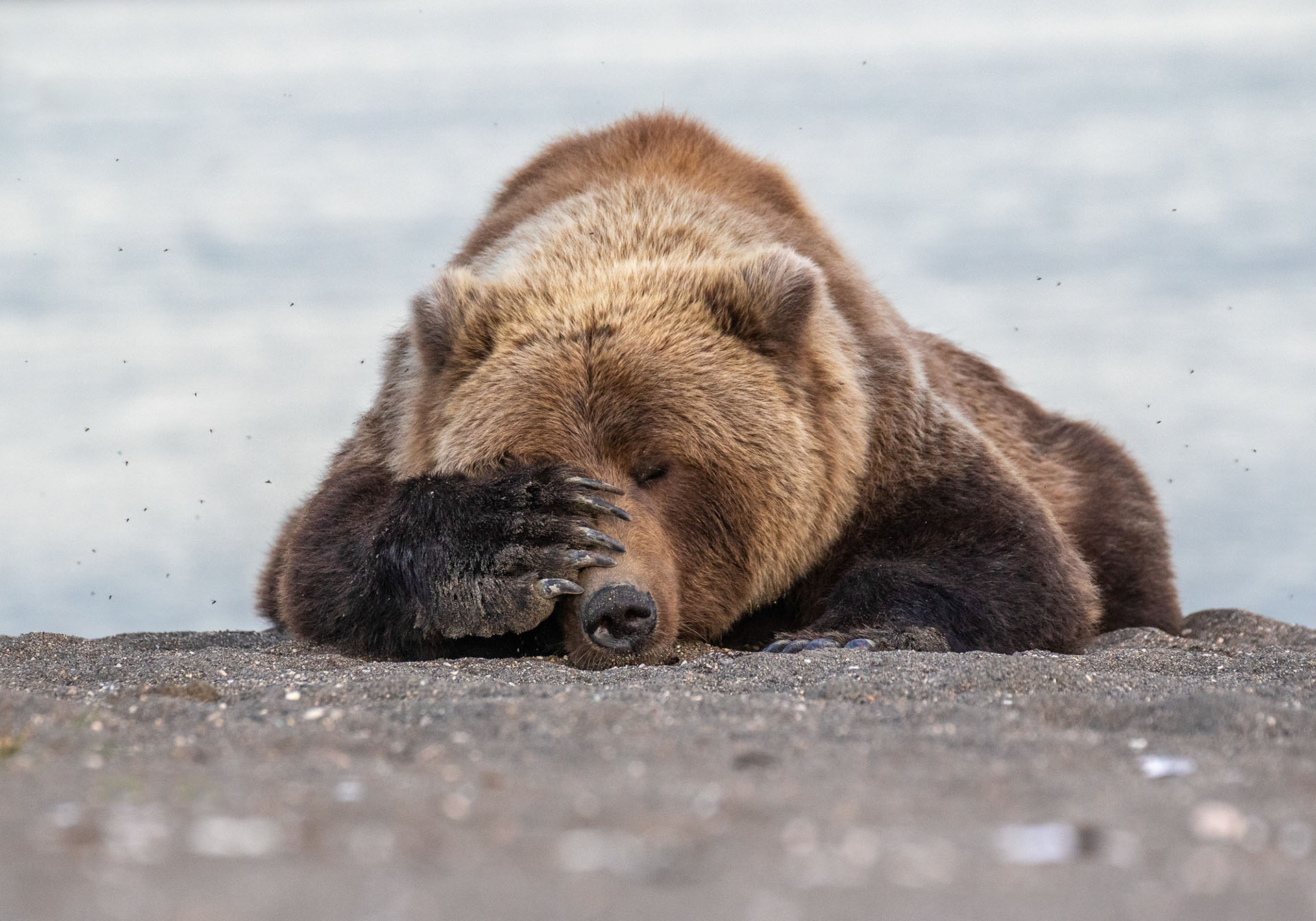 (Eric Fisher/ The Comedy Wildlife Photography Awards 2019)