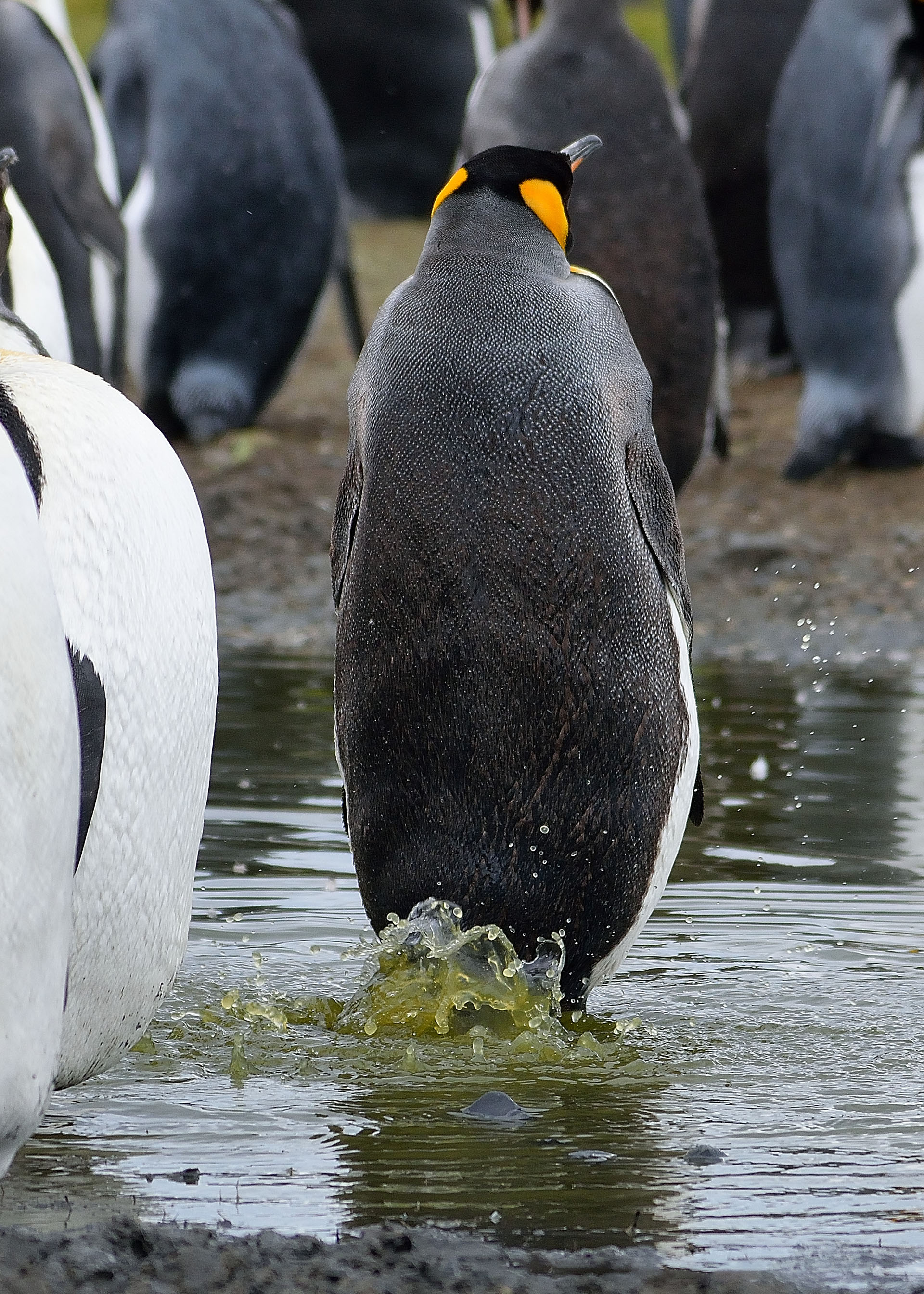 (Eric Keller/ The Comedy Wildlife Photography Awards 2019)