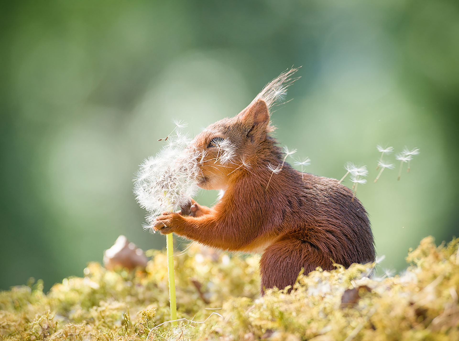 (Geert Weggen/ The Comedy Wildlife Photography Awards 2019)