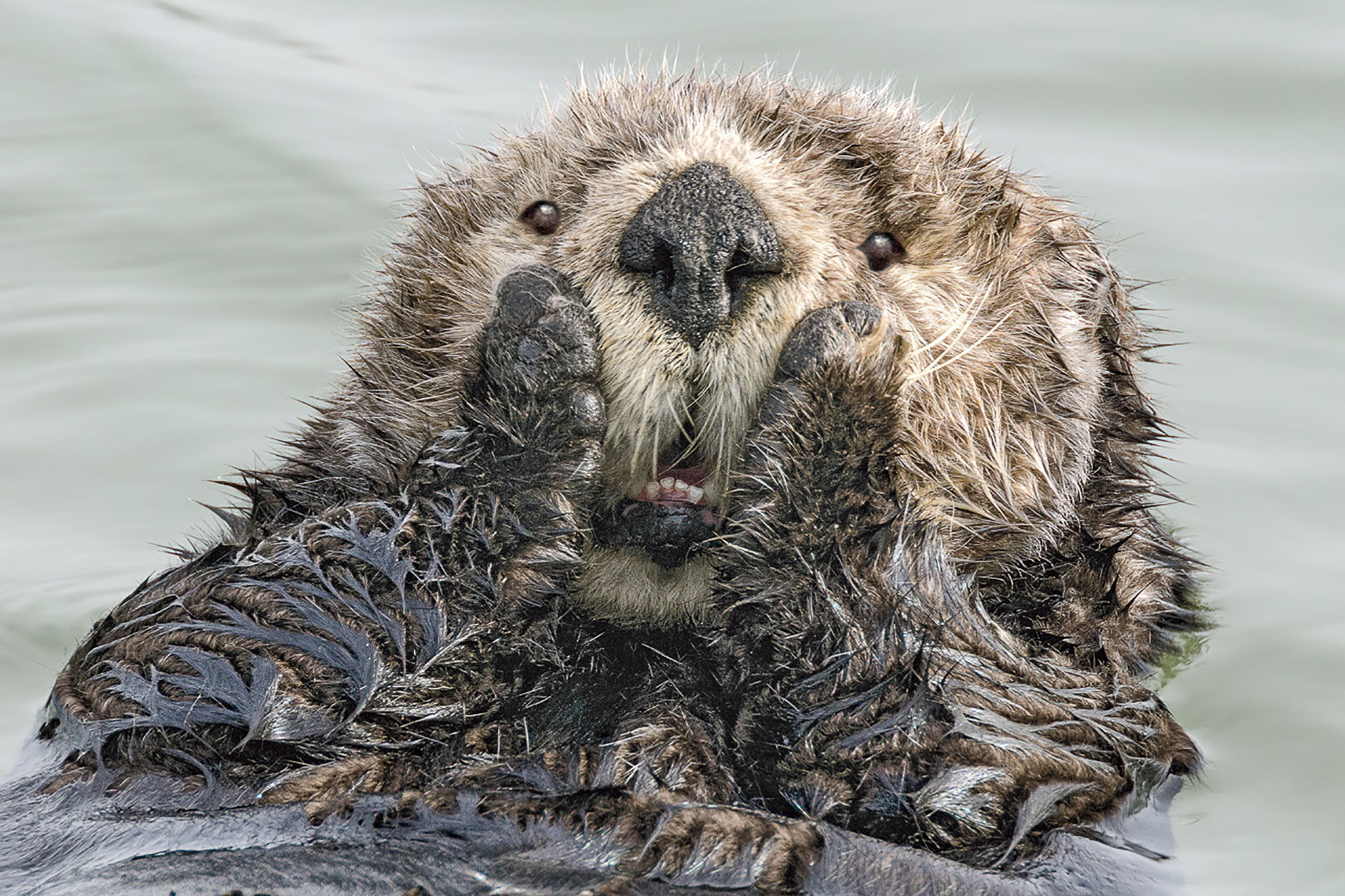 (Harry Walker/ The Comedy Wildlife Photography Awards 2019)