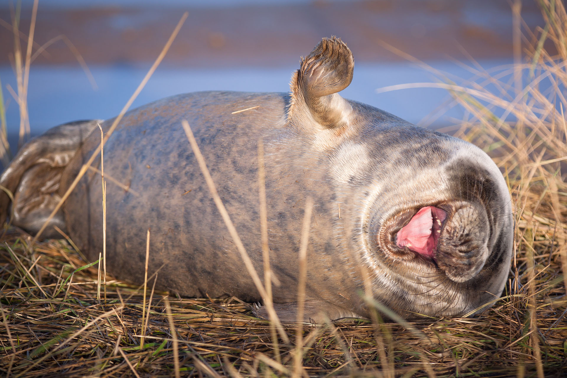 (Lloyd Durham/ The Comedy Wildlife Photography Awards 2019)