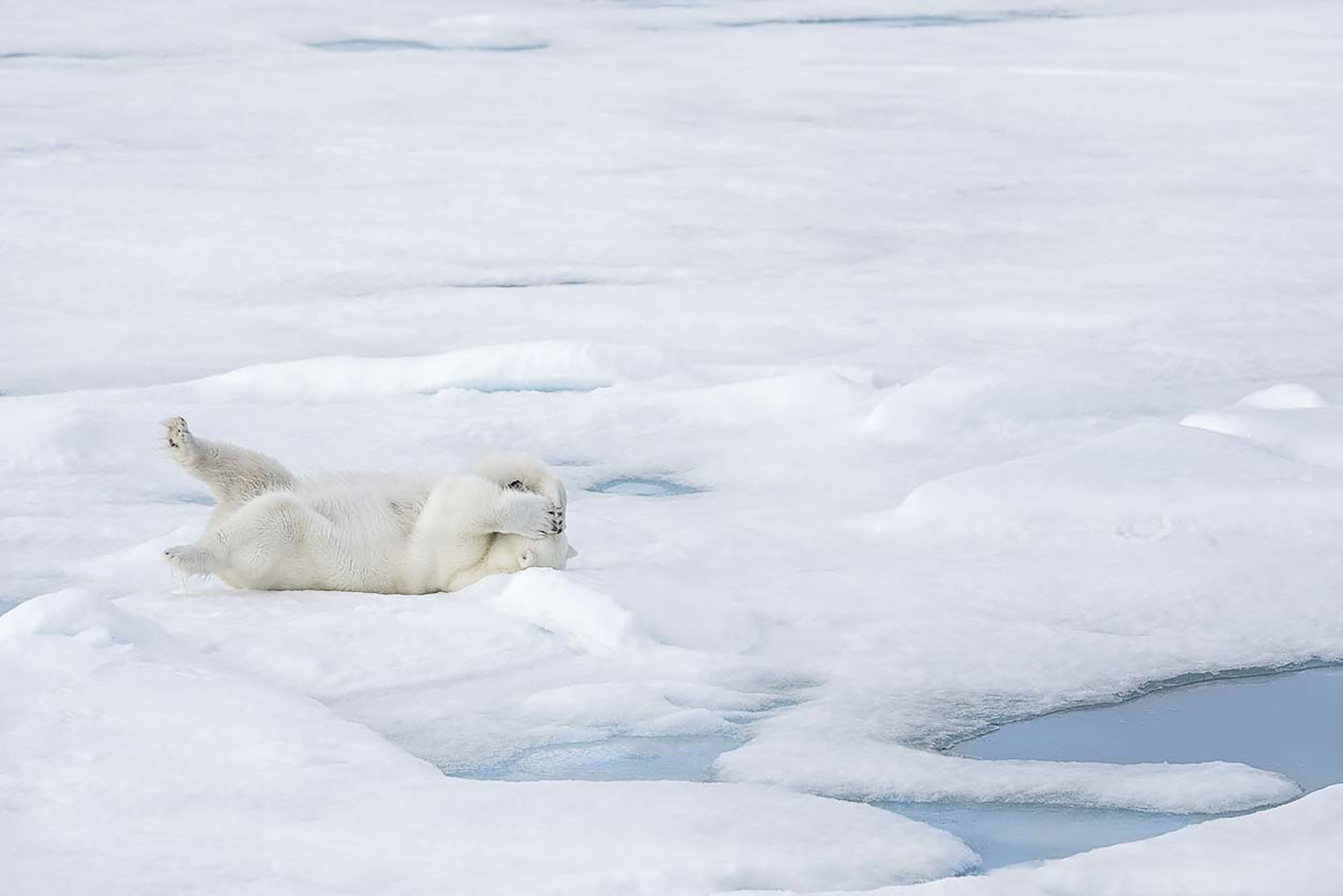 (Marion Vollborn/ The Comedy Wildlife Photography Awards 2019)