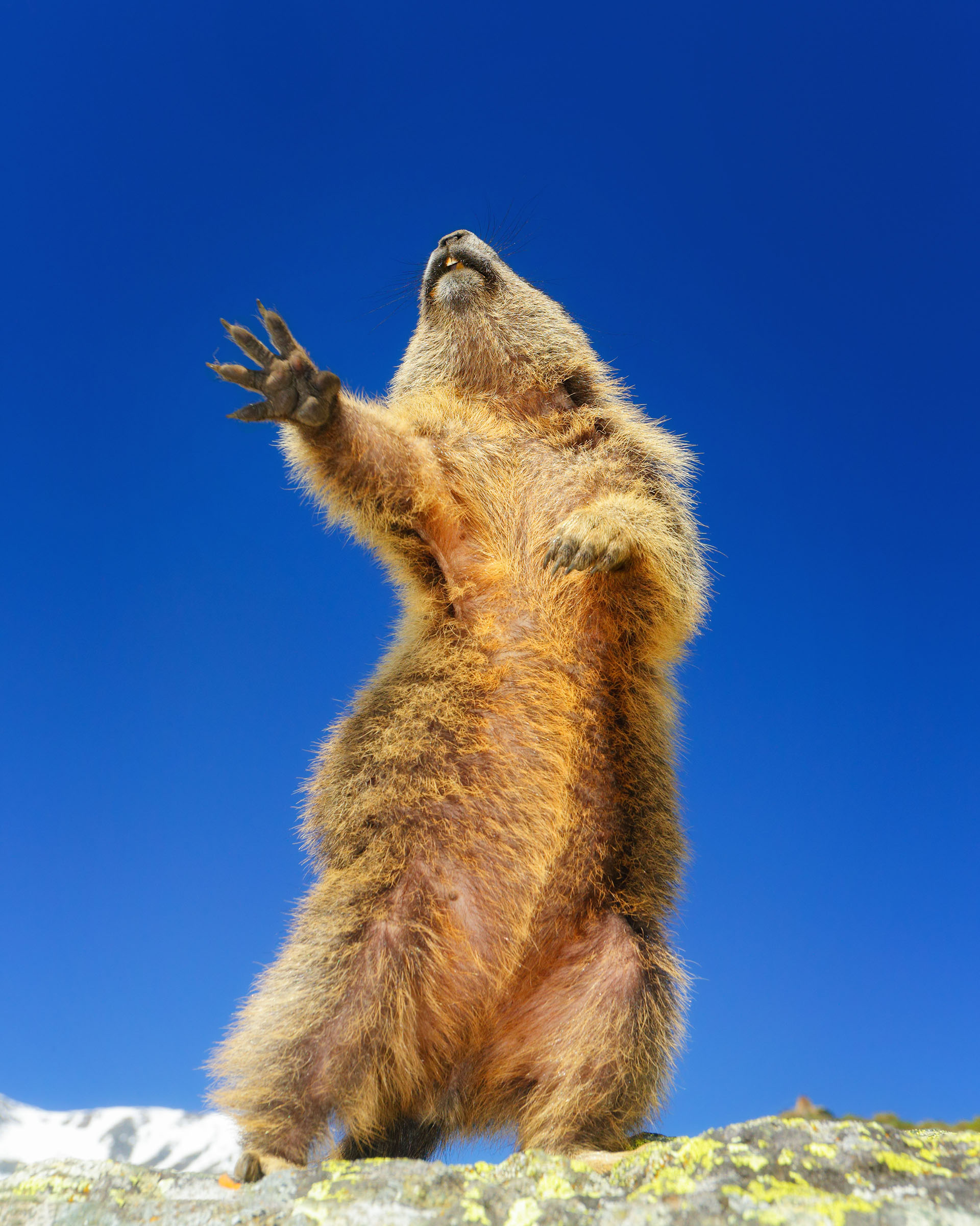 (Martina Gebert/ The Comedy Wildlife Photography Awards 2019)