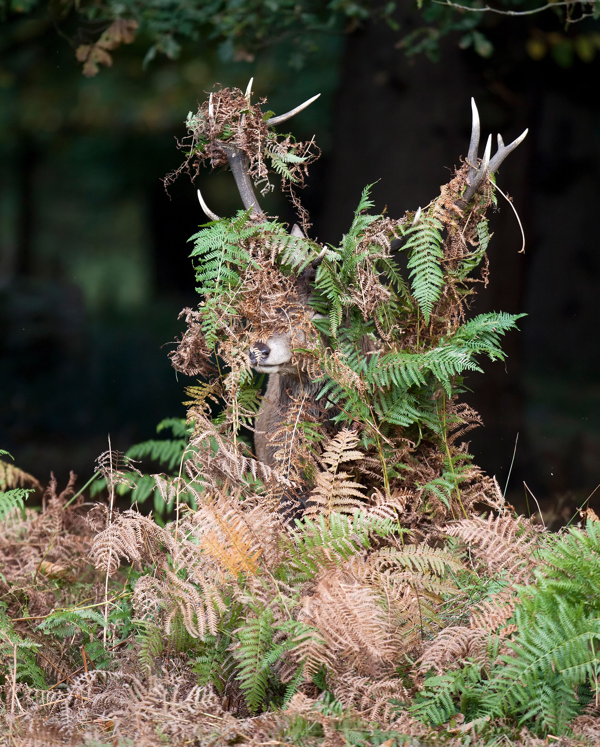 (Mike Rowe/ The Comedy Wildlife Photography Awards 2019)