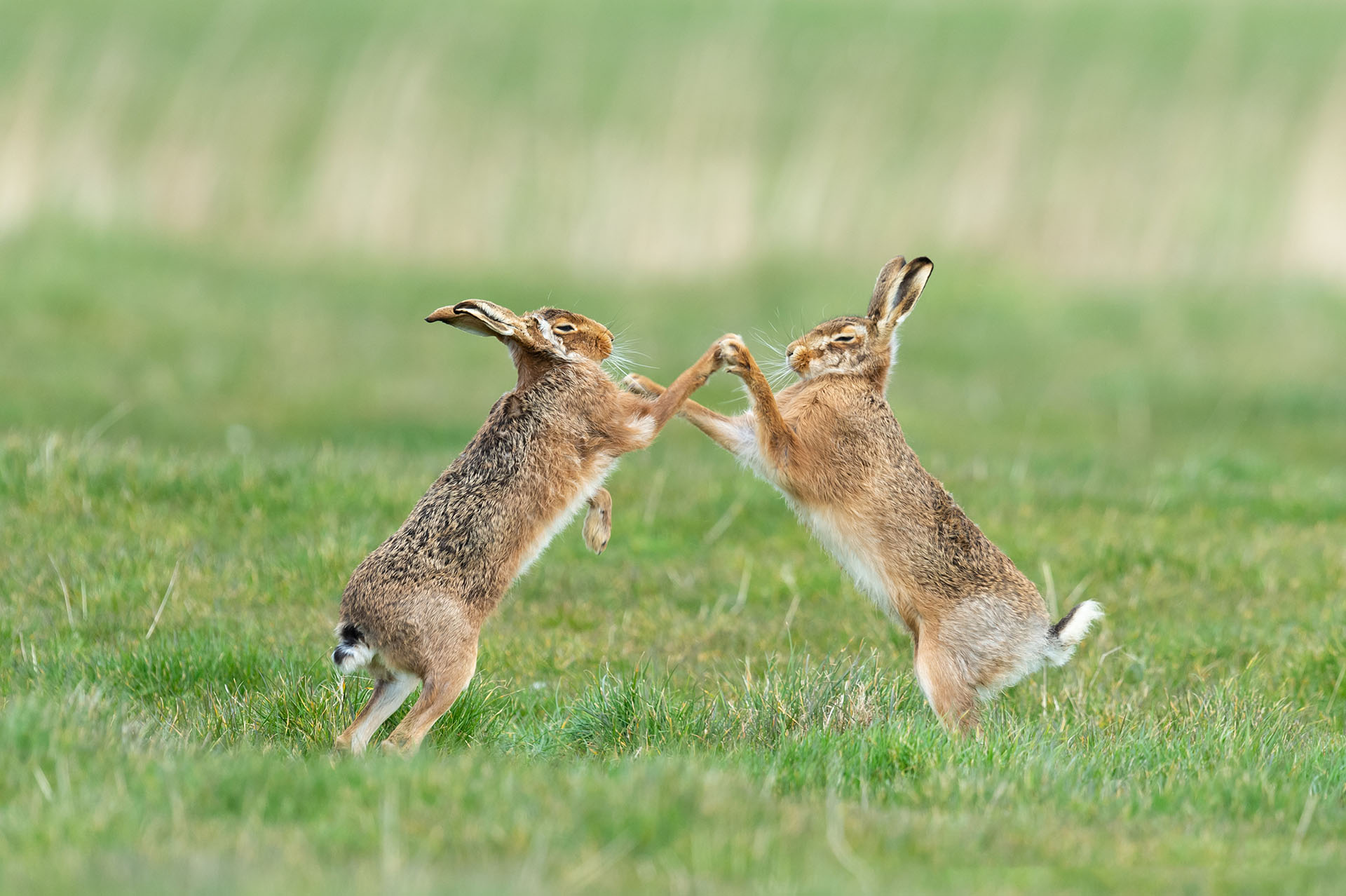 (Philip Marazzi/ The Comedy Wildlife Photography Awards 2019)