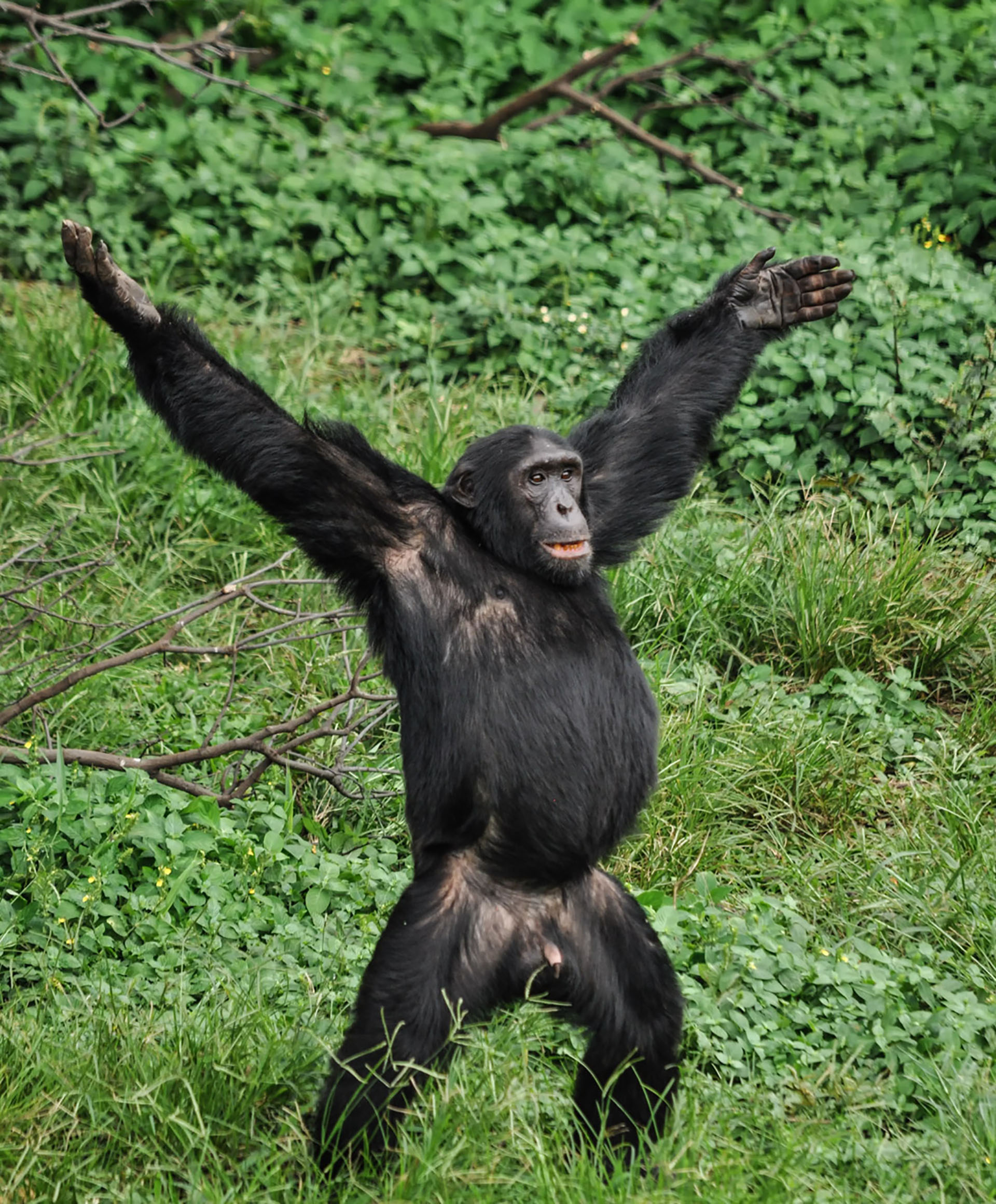 (Ryan Jefferds/ The Comedy Wildlife Photography Awards 2019)