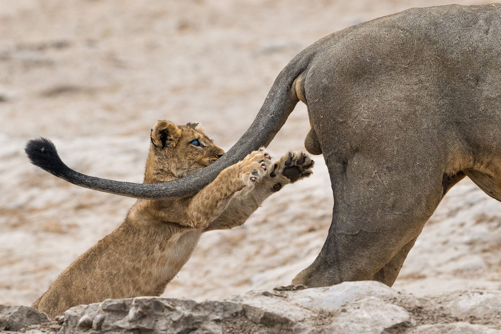 (Sarah Skinner/ The Comedy Wildlife Photography Awards 2019)