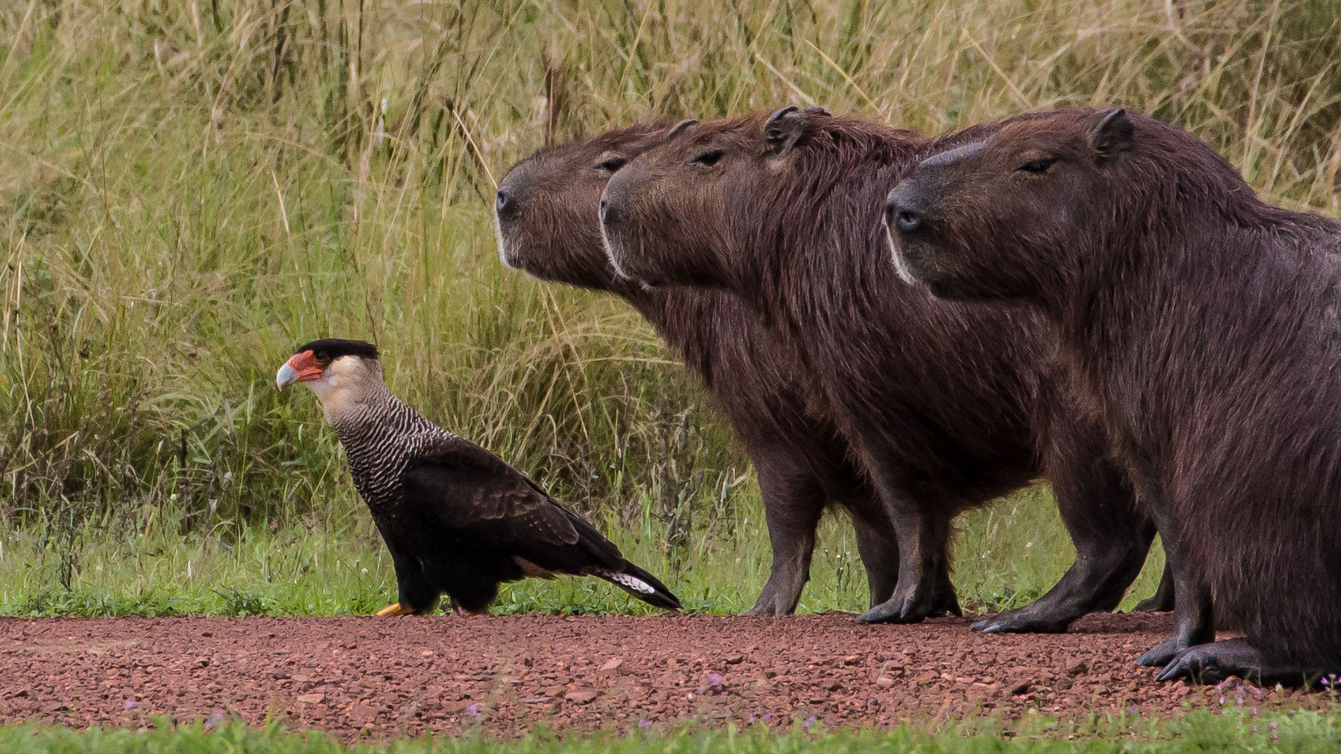 (Susan Knowler/ The Comedy Wildlife Photography Awards 2019)