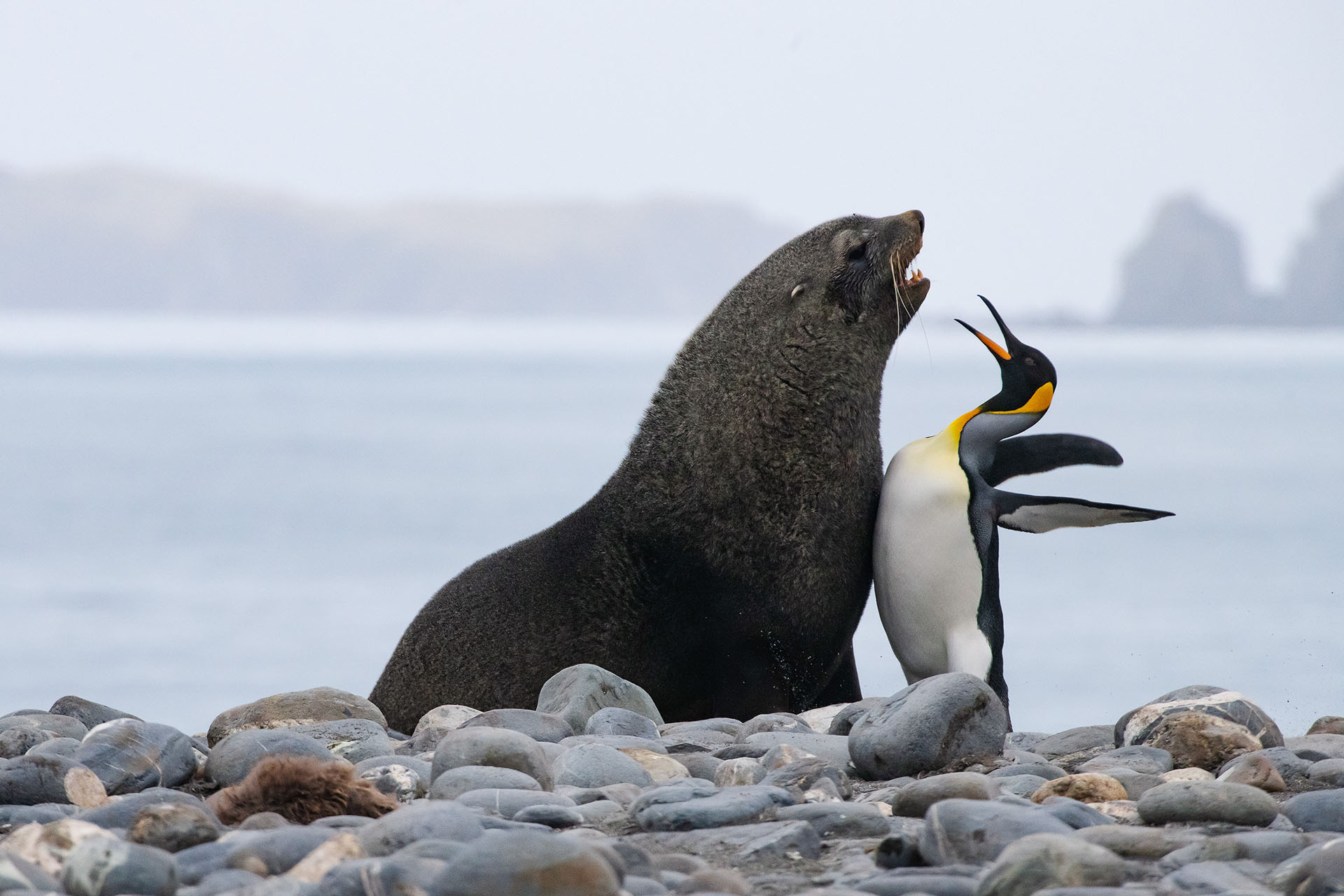 (Thomas Mangelsen/ The Comedy Wildlife Photography Awards 2019)