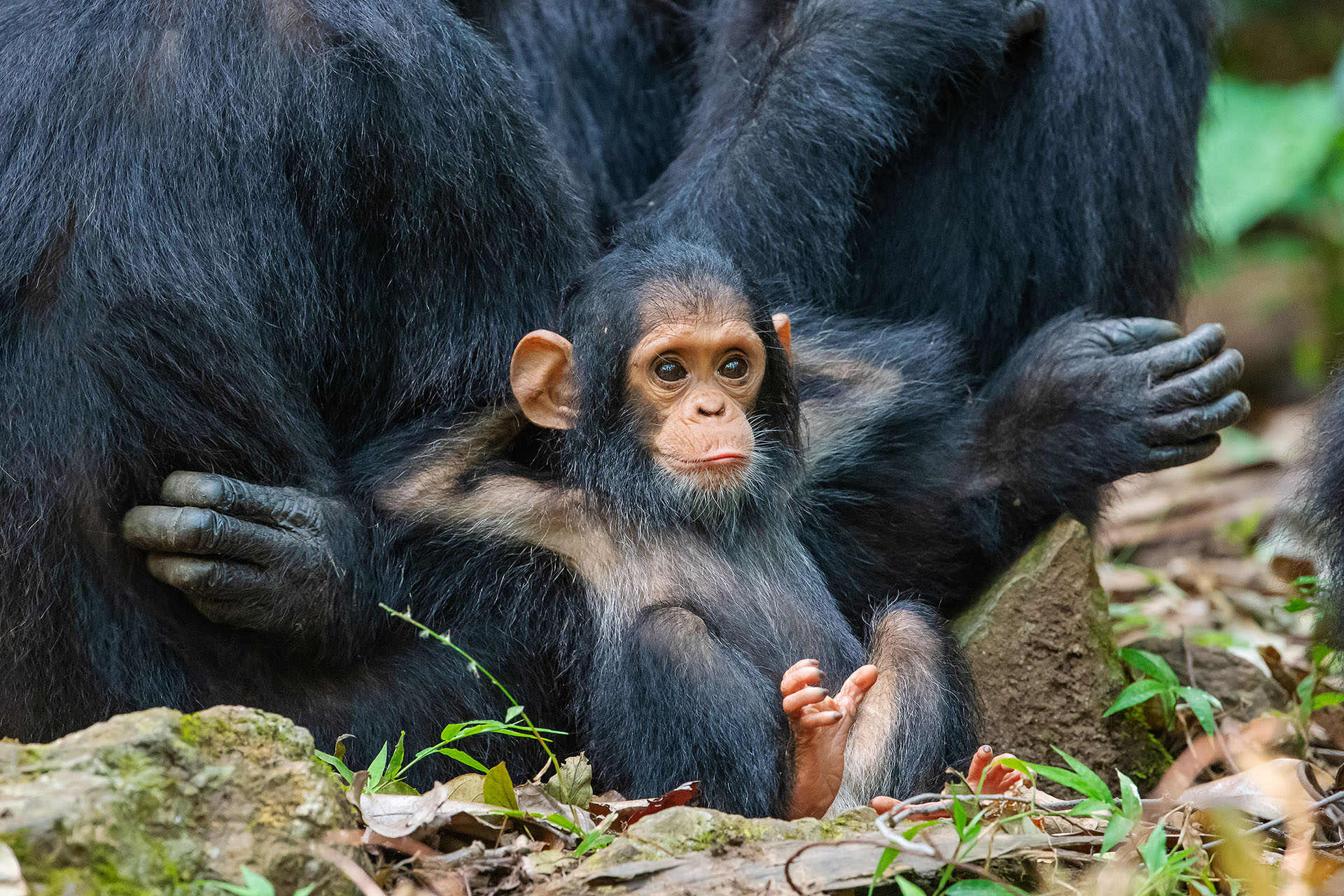 (Thomas Mangelsen/ The Comedy Wildlife Photography Awards 2019)