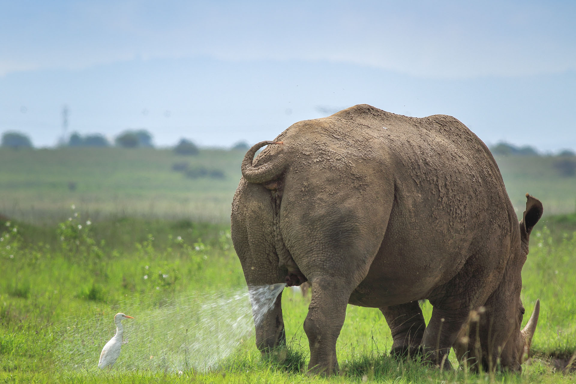 (Tilaraj Nagaraj Nairobi/ The Comedy Wildlife Photography Awards 2019)