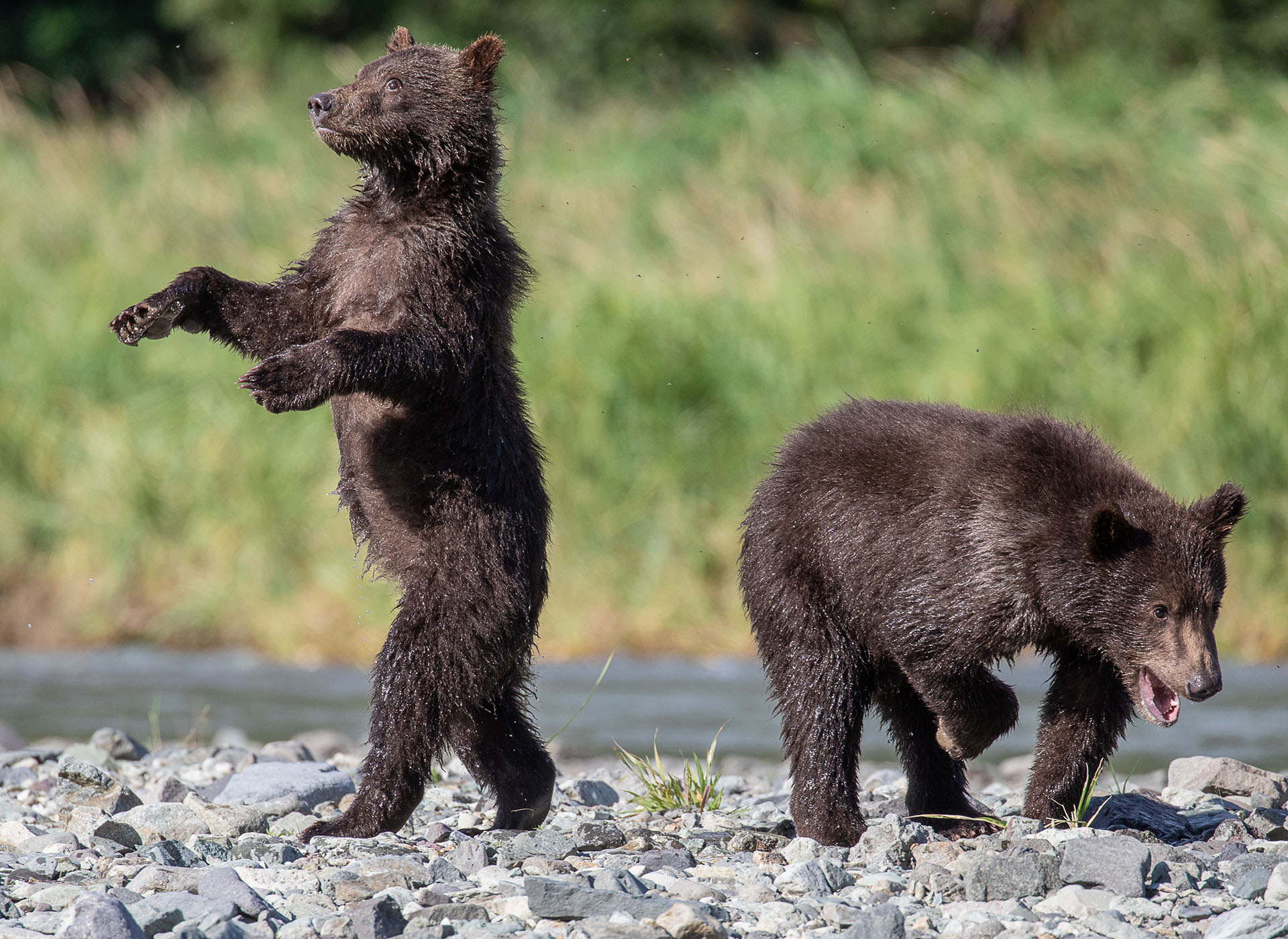 (Toni Elliott/ The Comedy Wildlife Photography Awards 2019)