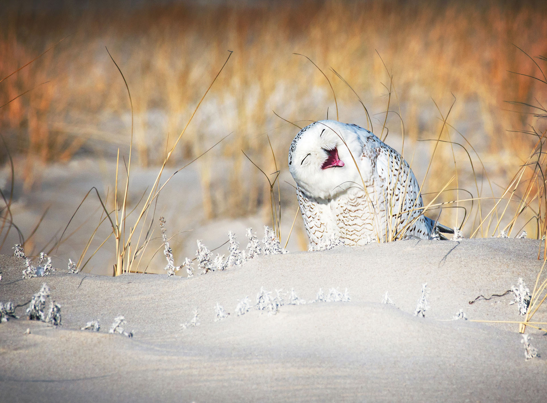 (Vicki Jauron/ The Comedy Wildlife Photography Awards 2019)