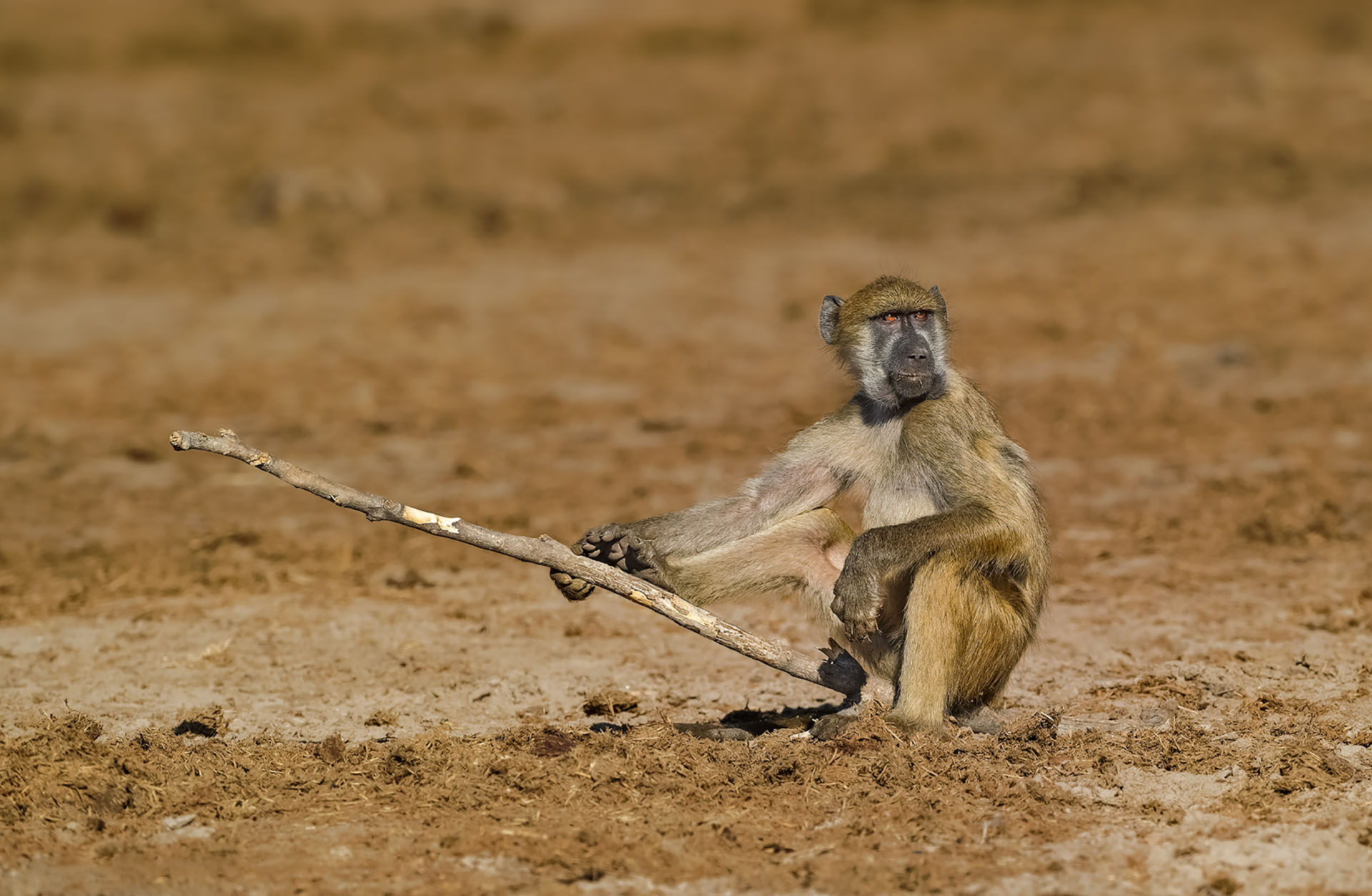 (Willem Kruger/ The Comedy Wildlife Photography Awards 2019)