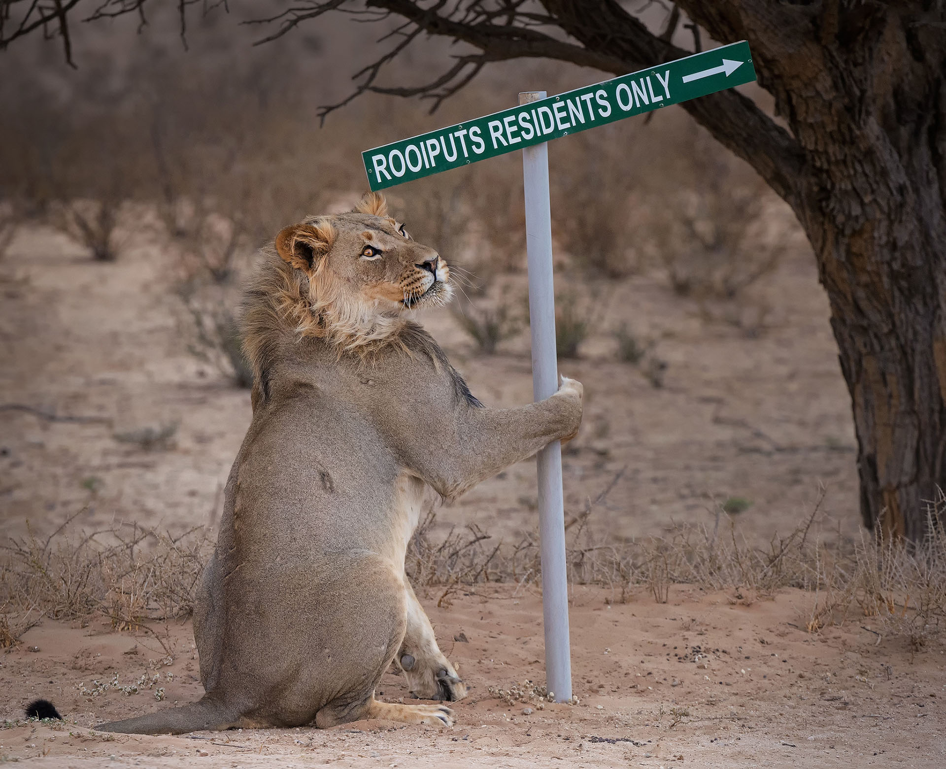 (Willem Kruger/ The Comedy Wildlife Photography Awards 2019)