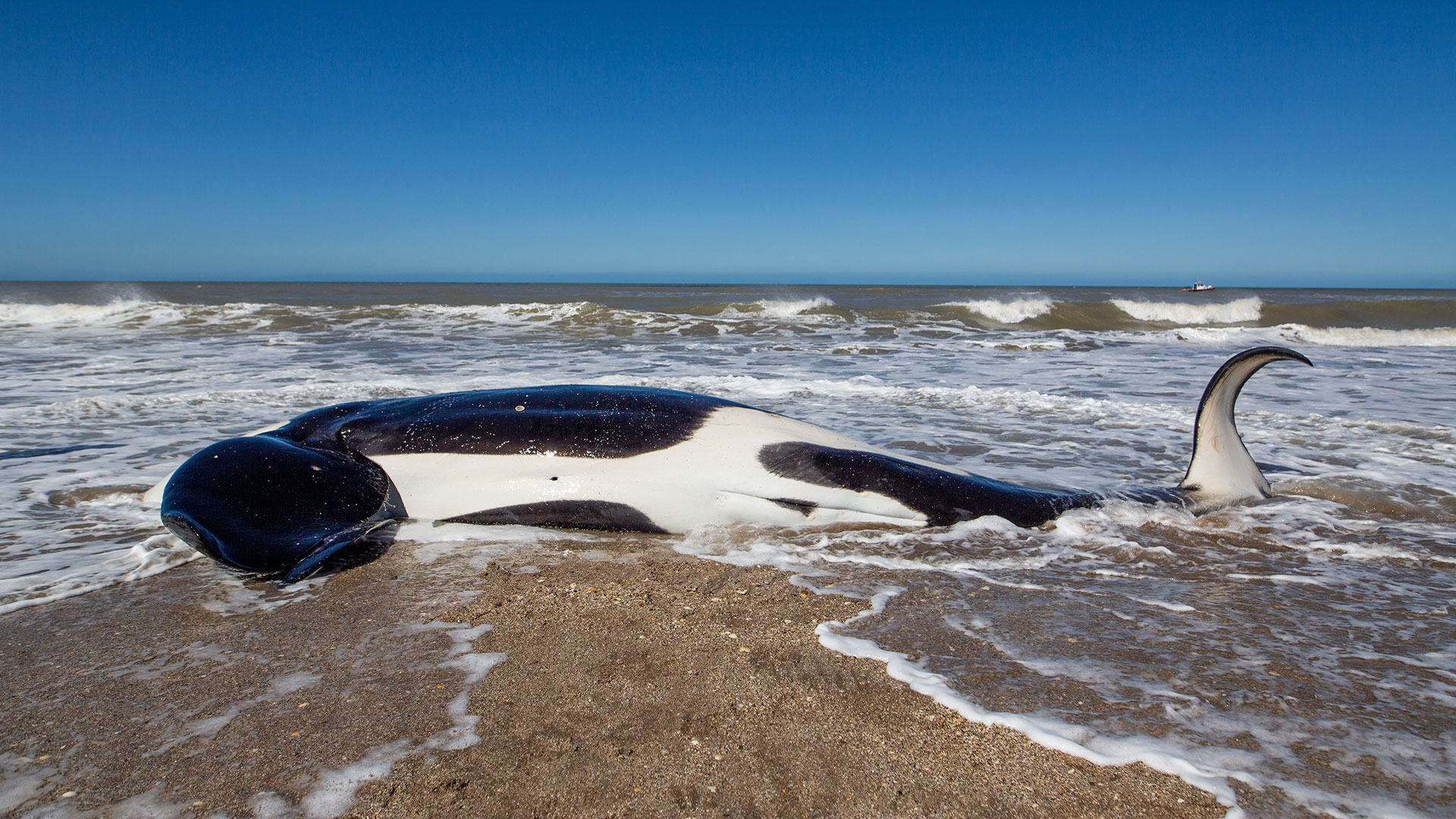 Una de las siete orcas no pudo ser rescatada y murió