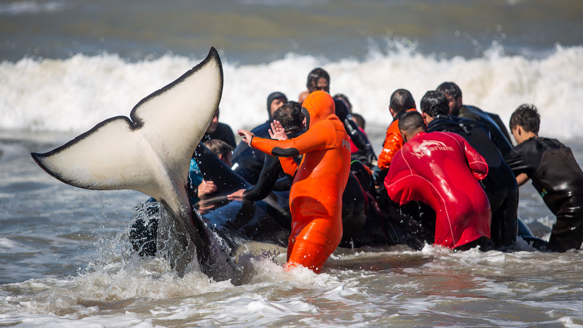 Una de las seis orcas que pudo ser devuelta al mar