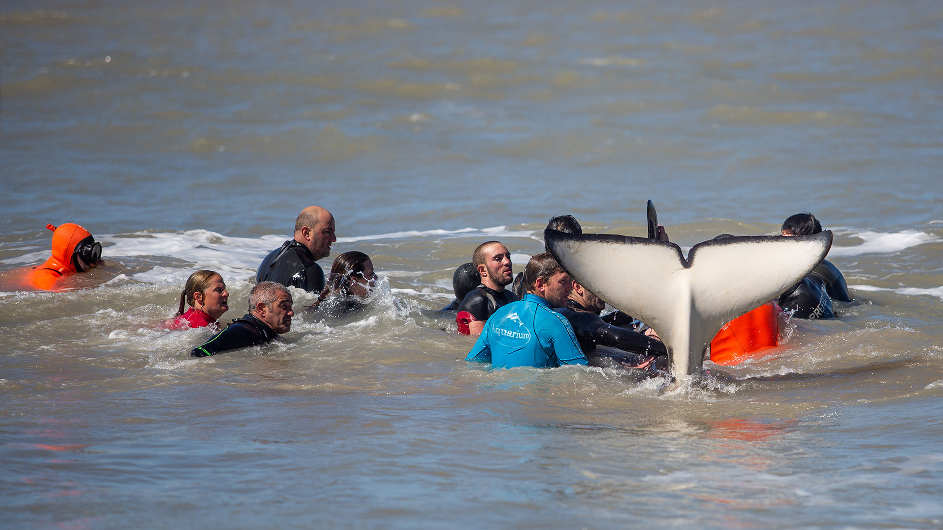 Las orcas estuvieron varias horas encalladas