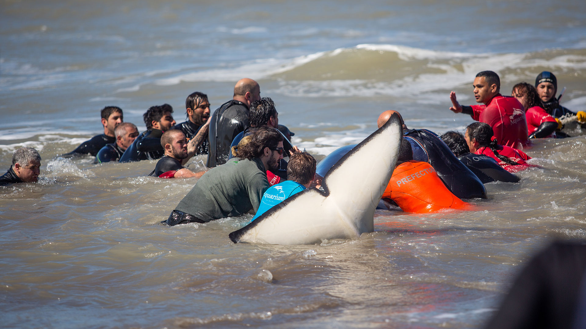 Contaron con la guía de expertos de la Fundación Aquarium de Mar del Plata, necesarios para establecer un protocolo de rescate