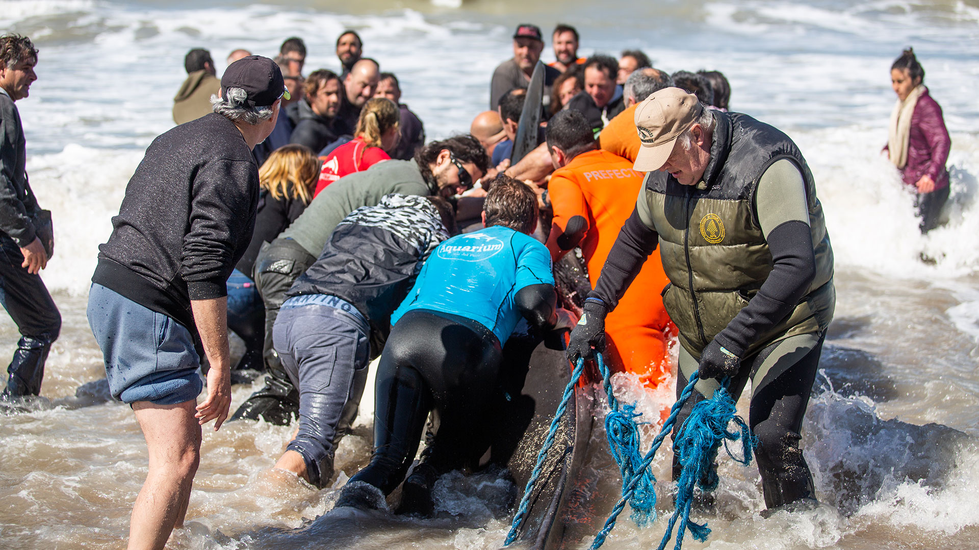 Los voluntarios que asistieron al operativo de rescate fueron vecinos, jóvenes de colegio, biólogos de la Universidad de Mar de Plata, guardavidas, miembros de Defensa Civil, bomberos de destacamentos de Santa Clara del Mar y Costa Norte y personal especializado de Prefectura