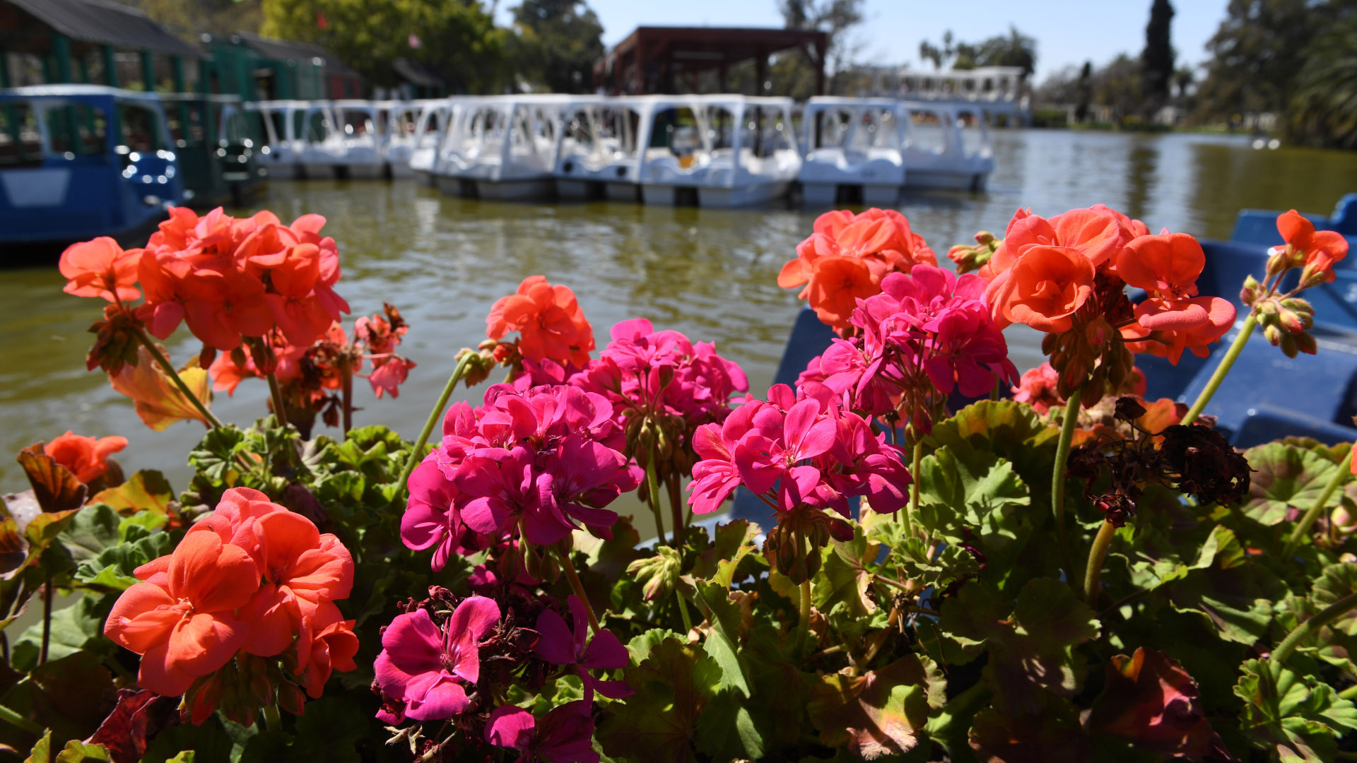 Las alegrías del hogar son una de las flores más características del Rosedal que actualmente están en naranja y fucsia. Para quienes quieran recorrer la isla, una de las principales actividades son los botes