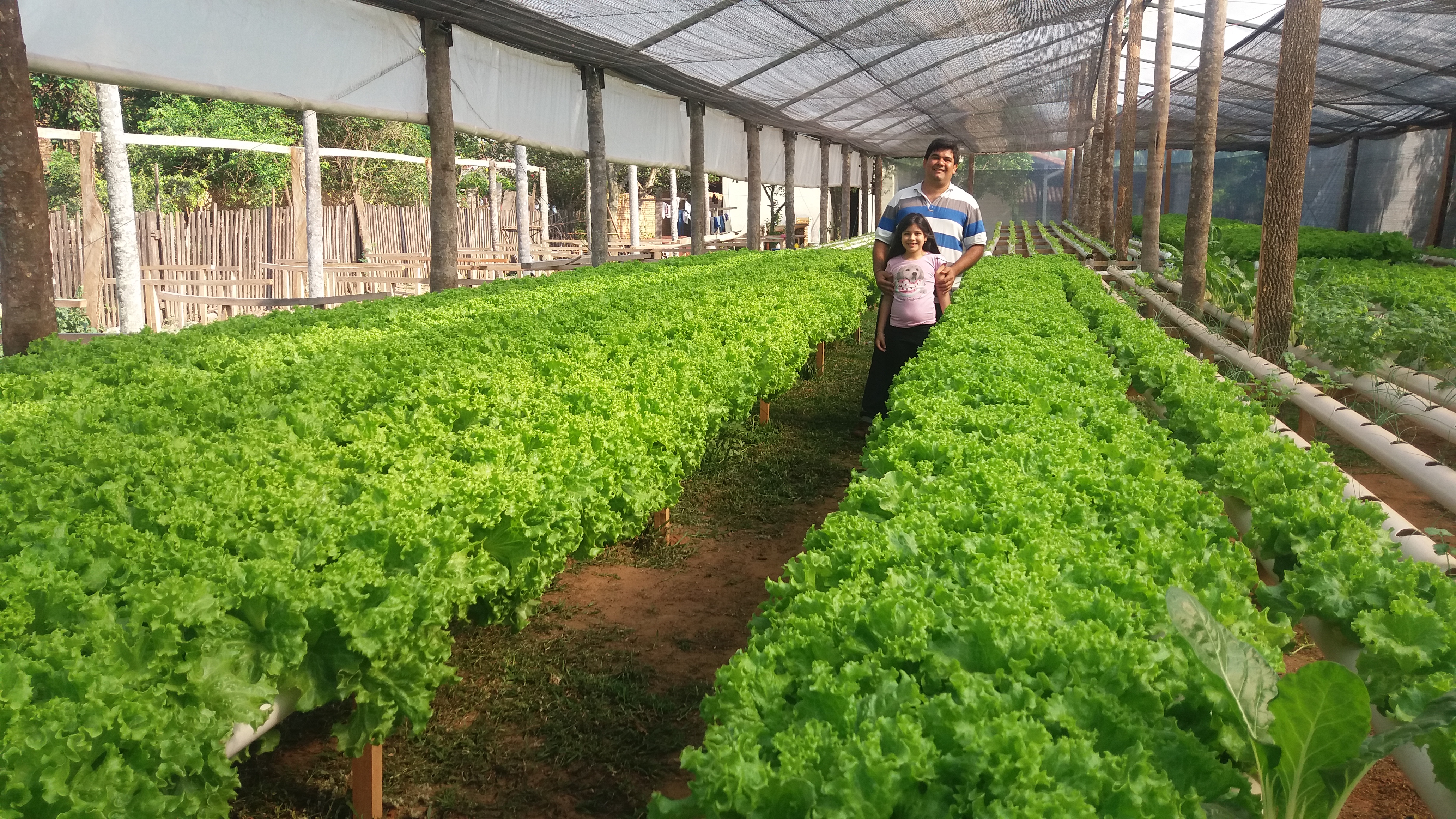 La Nación / Producen hortalizas con método hidropónico en San Pedro, image size:4128x2322