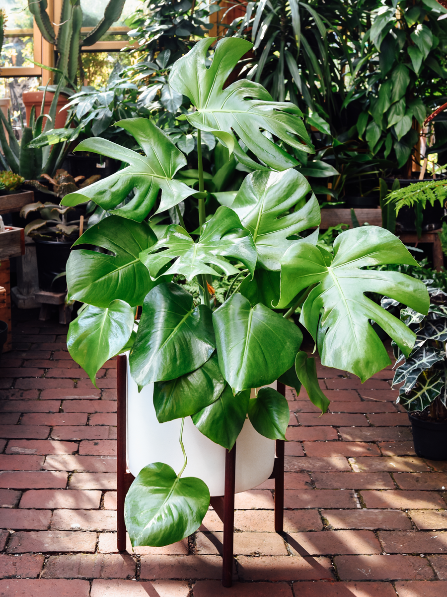 golden pothos vine Golden Pothos Epipremnum aureum main image 1