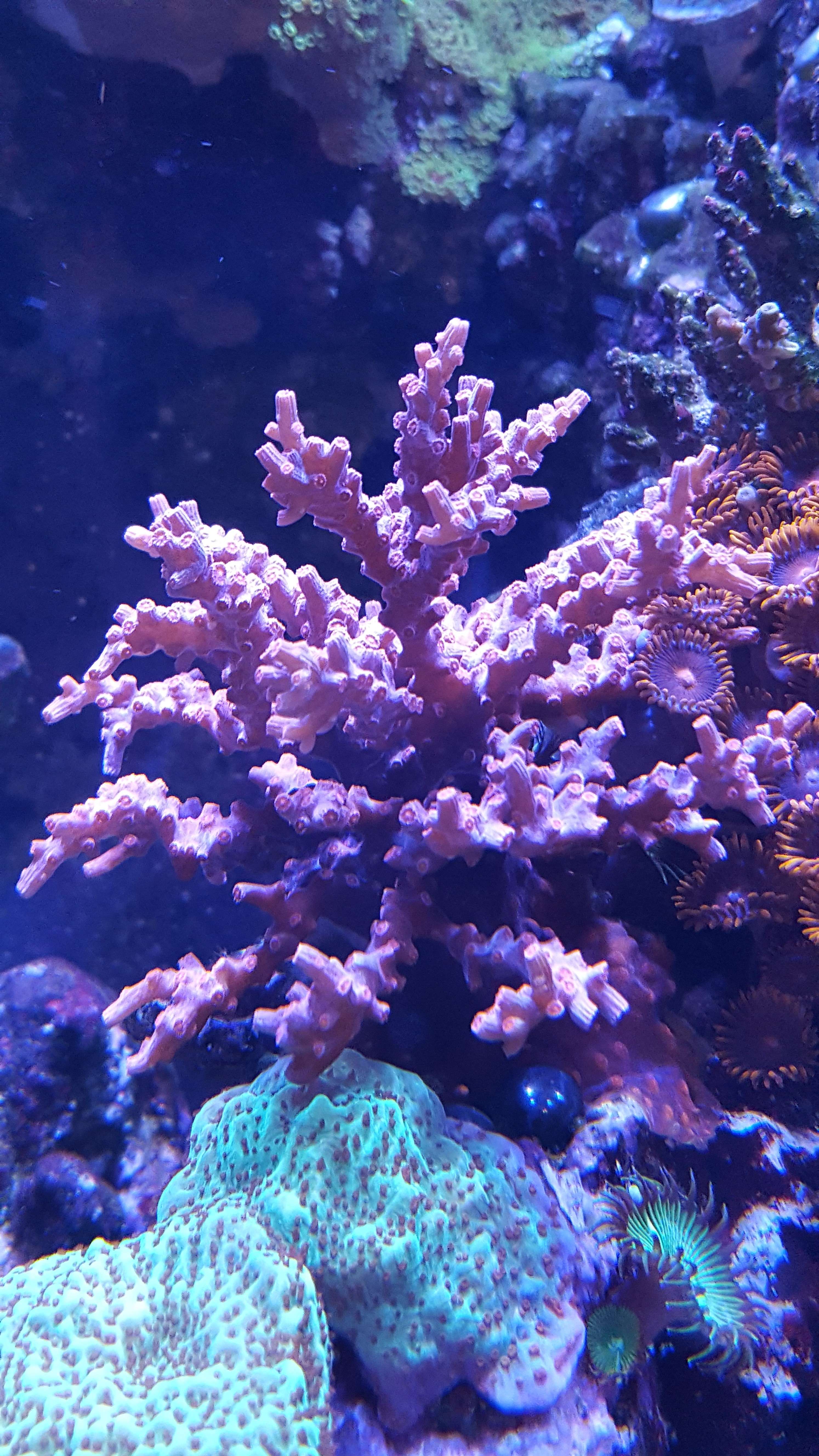 Frag Swap corals Livestock Austin Reef Club